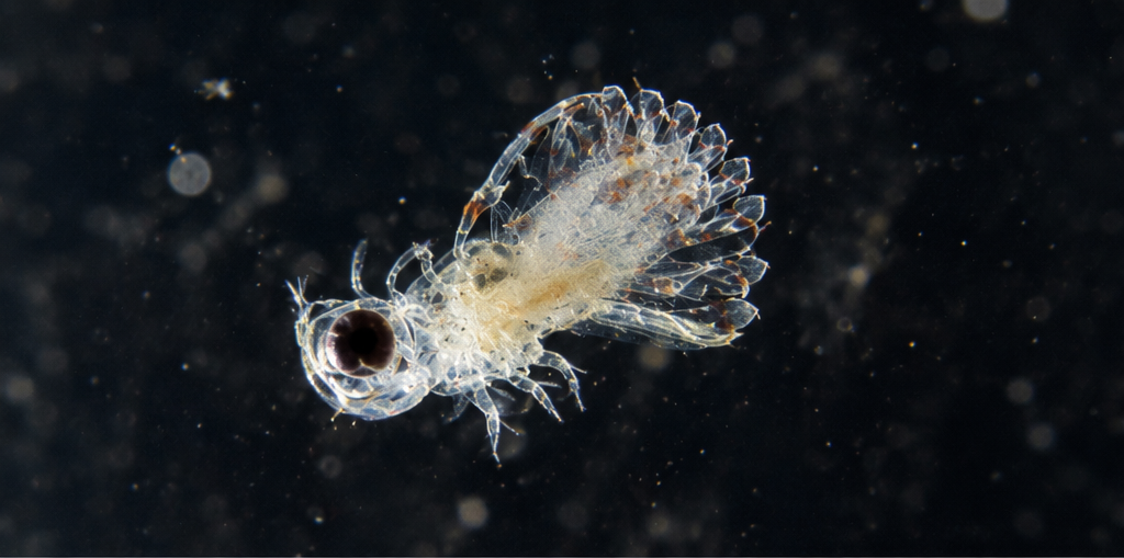 Transparent phyllosoma larva drifting in the open ocean during the early life stage of a Western Rock Lobster.