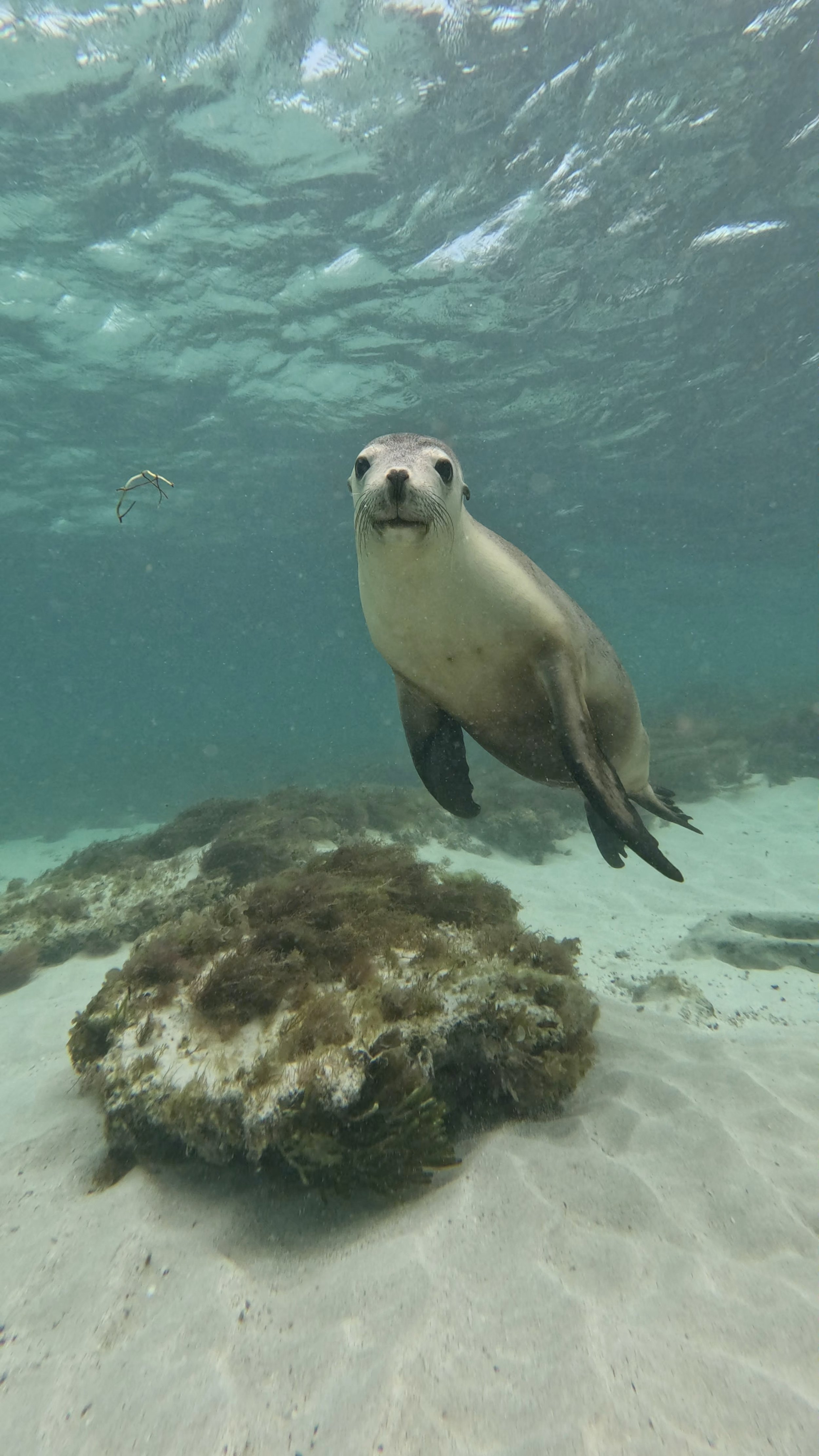 Curious Australian sea lion approaching the camera underwater in the Jurien Bay Marine Park.