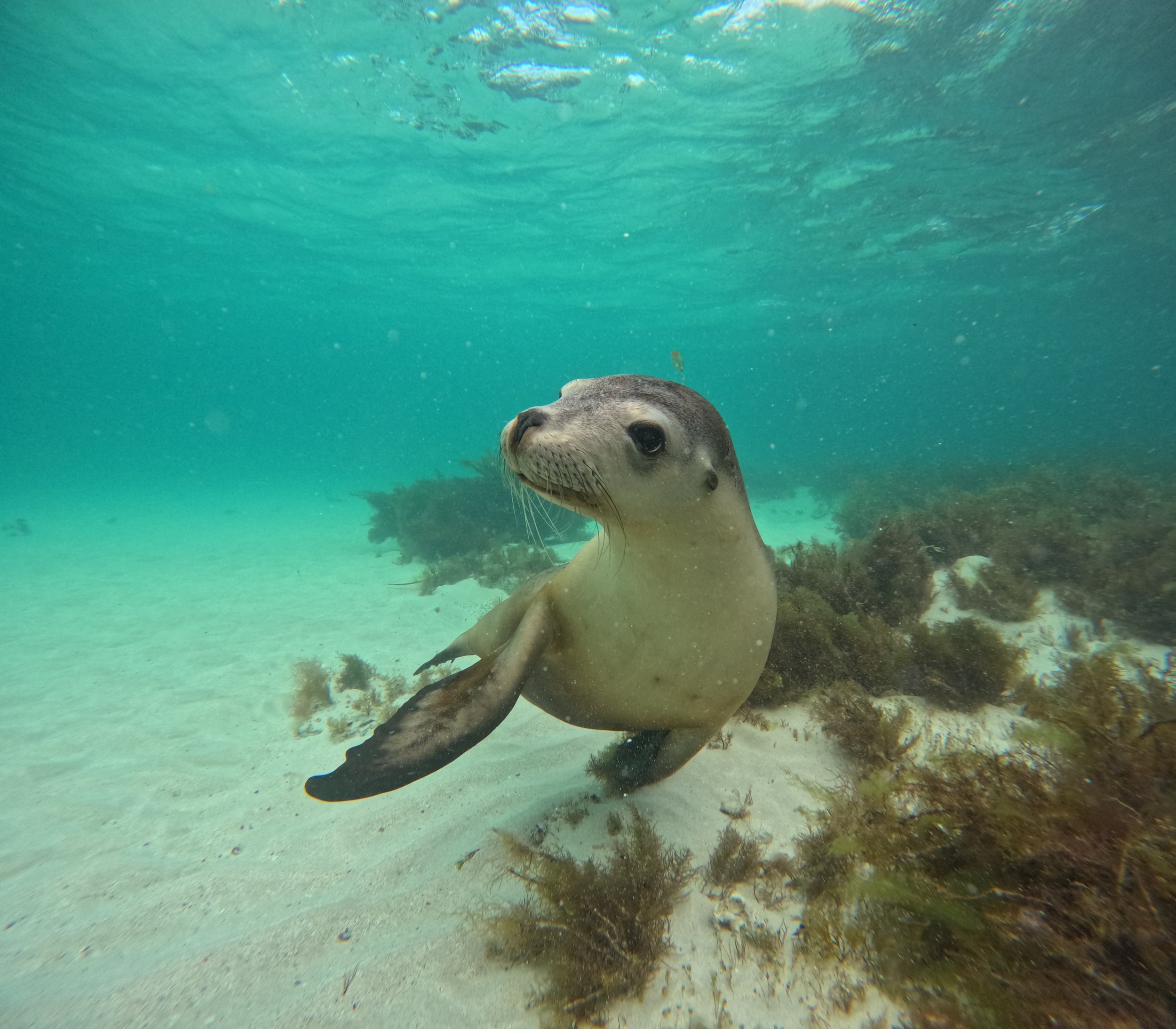 Curious Australian sea lion swimming underwater in the clear waters of the Jurien Bay Marine Park.