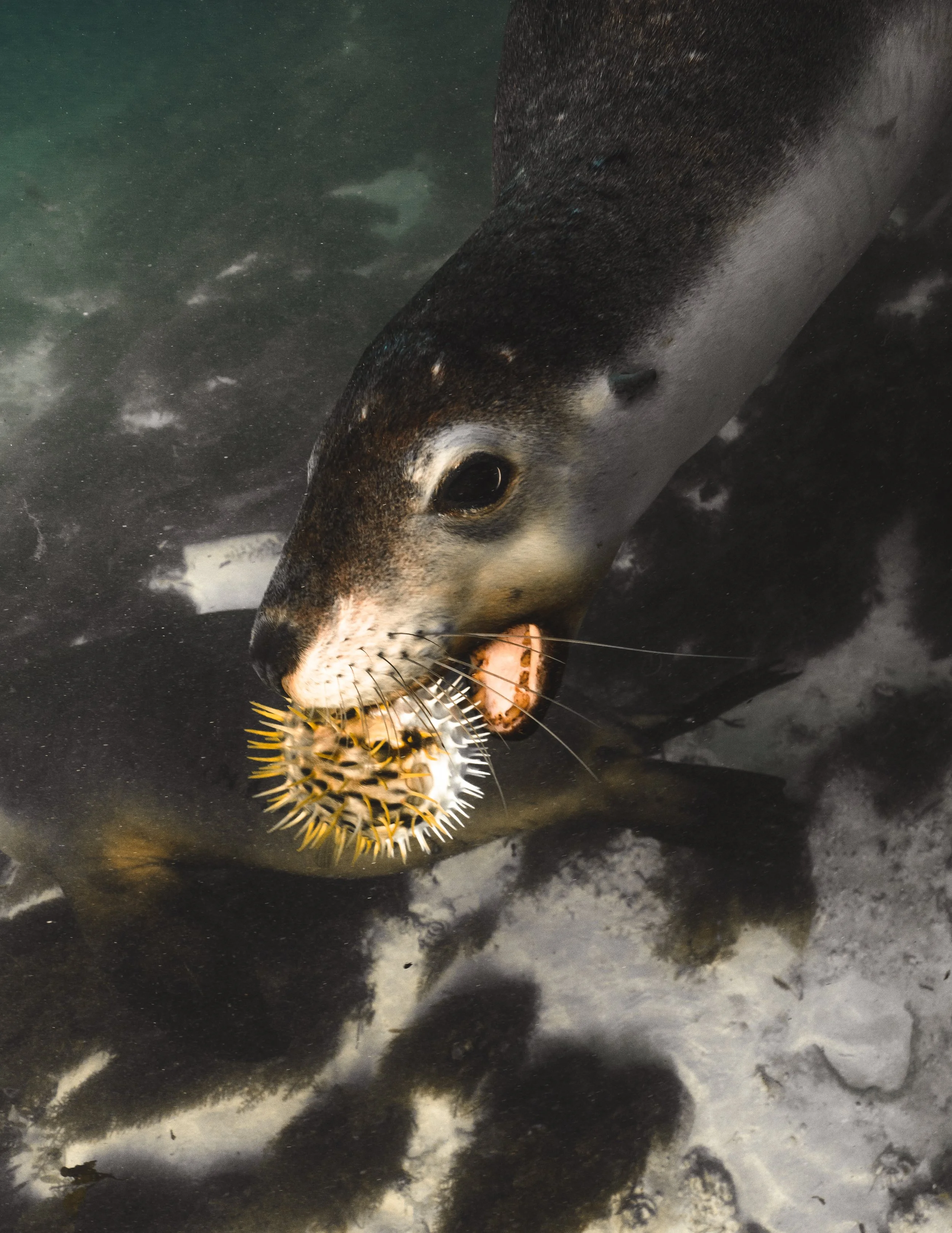 Australian sea lion playing with a puffer fish while exploring underwater in the Jurien Bay Marine Park.