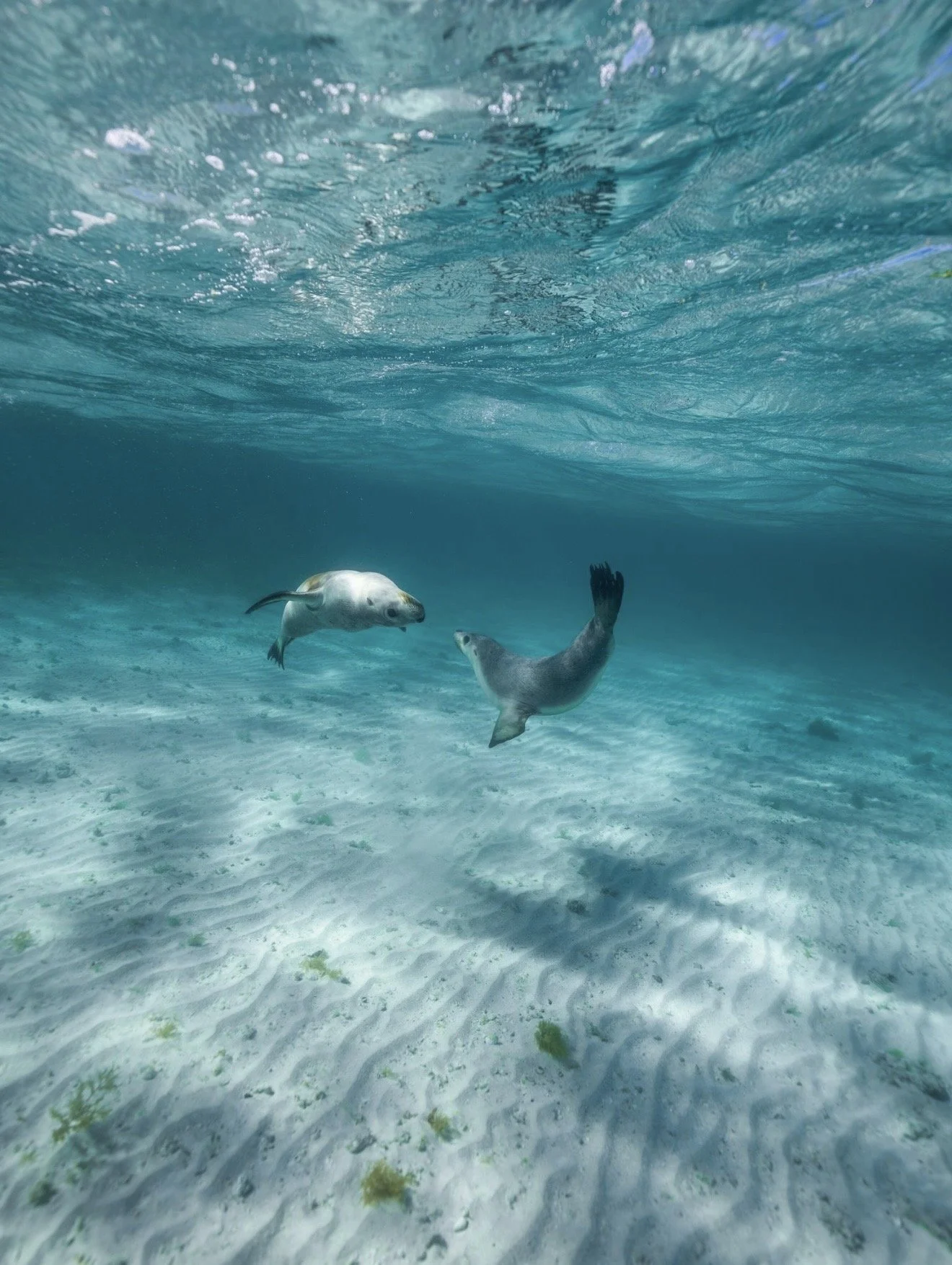 Two Australian sea lions swimming above a sandy seabed in the Jurien Bay Marine Park.