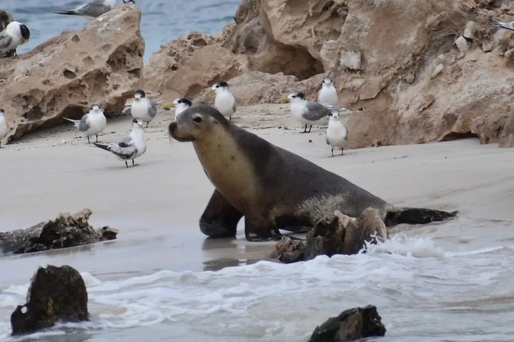 Endangered Australian sea lion resting on the sandy seabed in the Jurien Bay Marine Park.