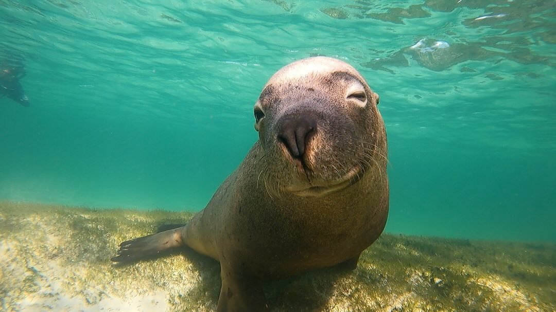 Winks for the weekend! 😉

Did you know that Australian Sea Lions, also known as Neophoca Cinerea, are the only pinniped species endemic to Australia?

We all have a part to play in their protection 🦭

#jurienbayoceanic #westernaustralia #marinetour