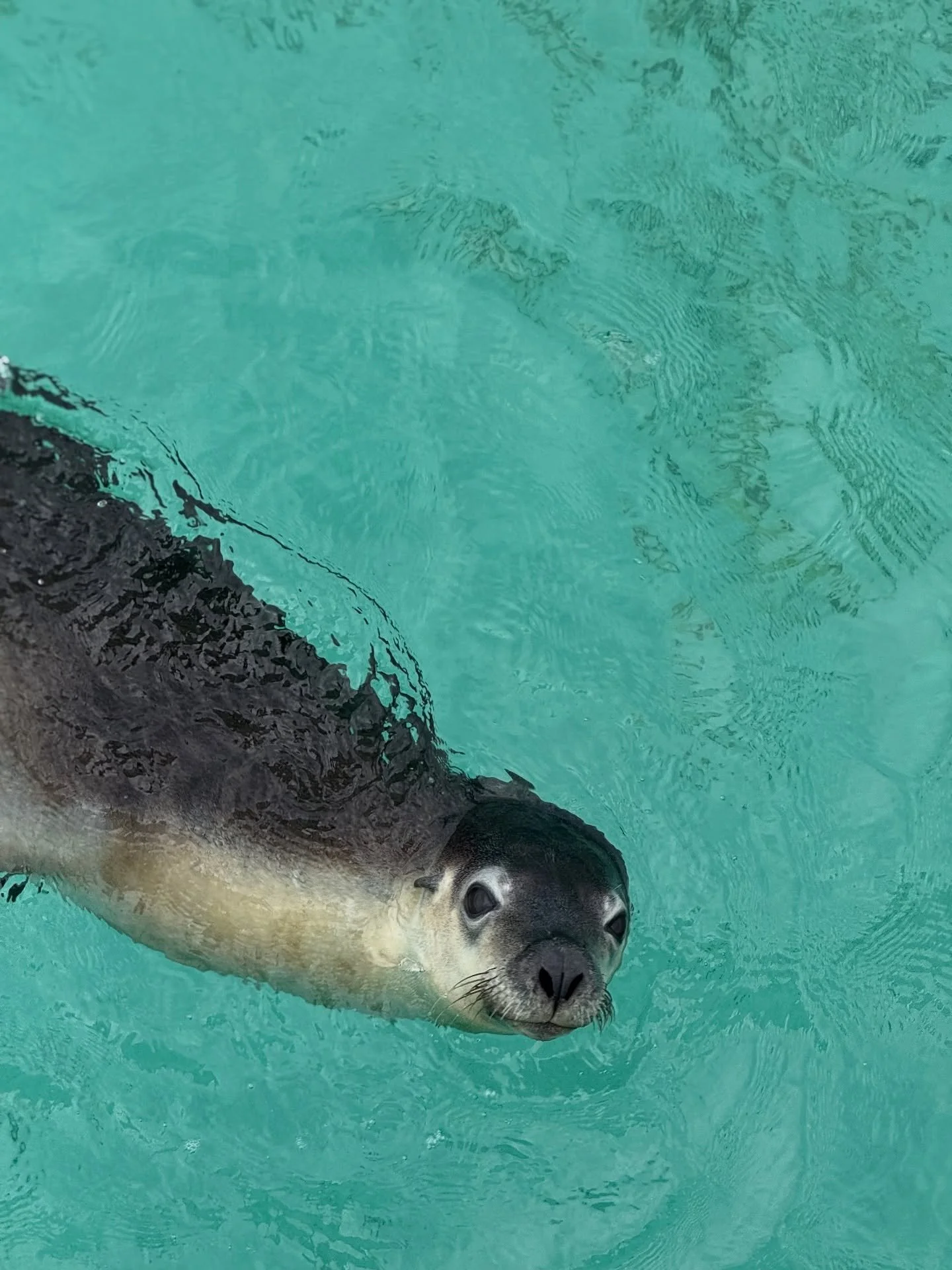 Jurien Bay&rsquo;s next top model ⭐️

Our sea lions serve some seal-ious looks, enjoyed from the comfort of our vessel. If swimming isn&rsquo;t for you, then we have you covered! 

Each of our eco-friendly tours has a discounted boat ride only option