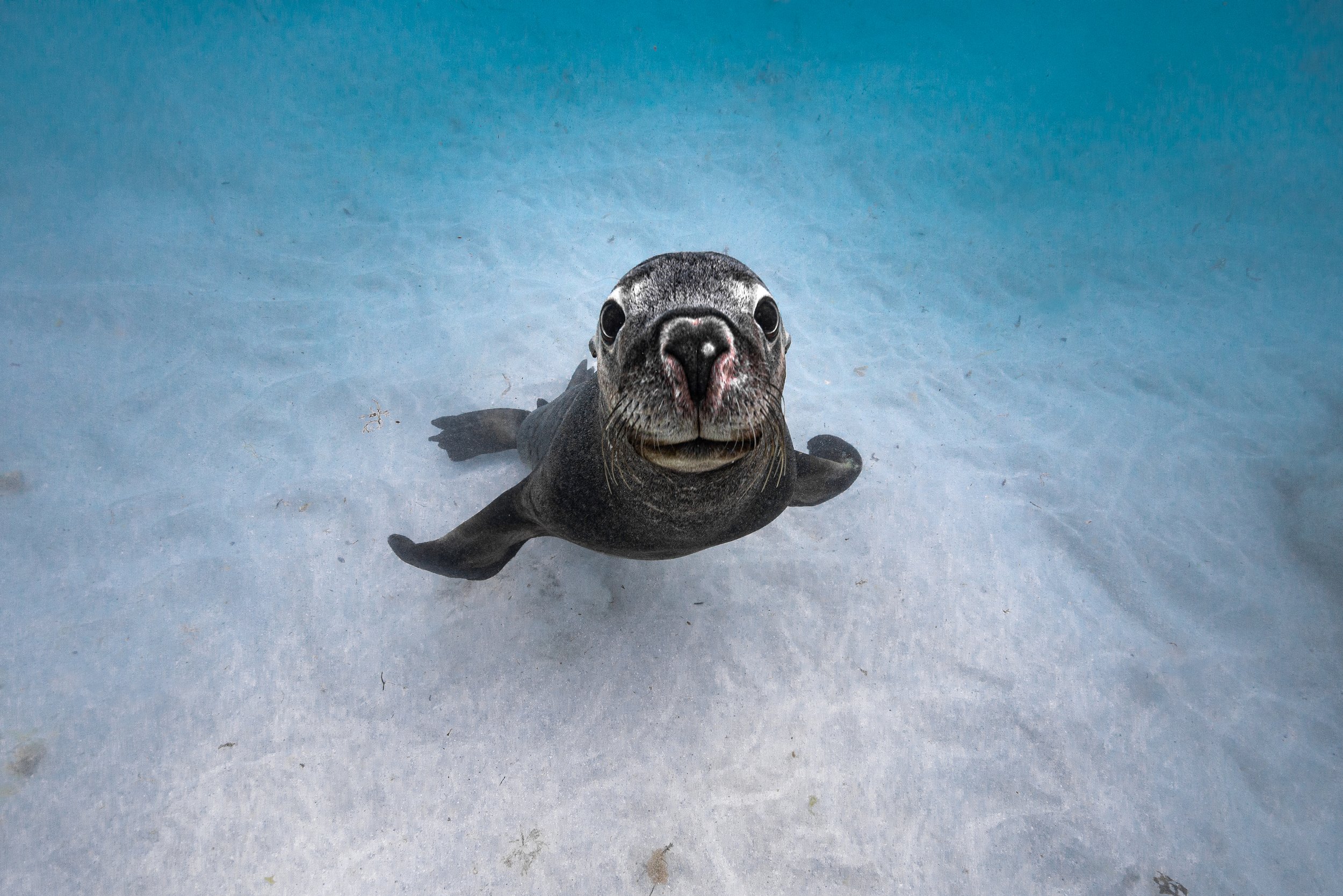 Playful Australian sea lion swimming underwater in Jurien Bay, Western Australia.