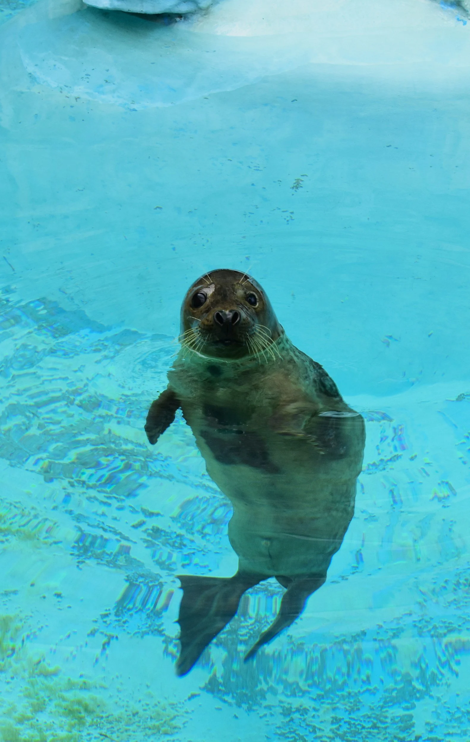 Seal bobbing in water looking at the camera