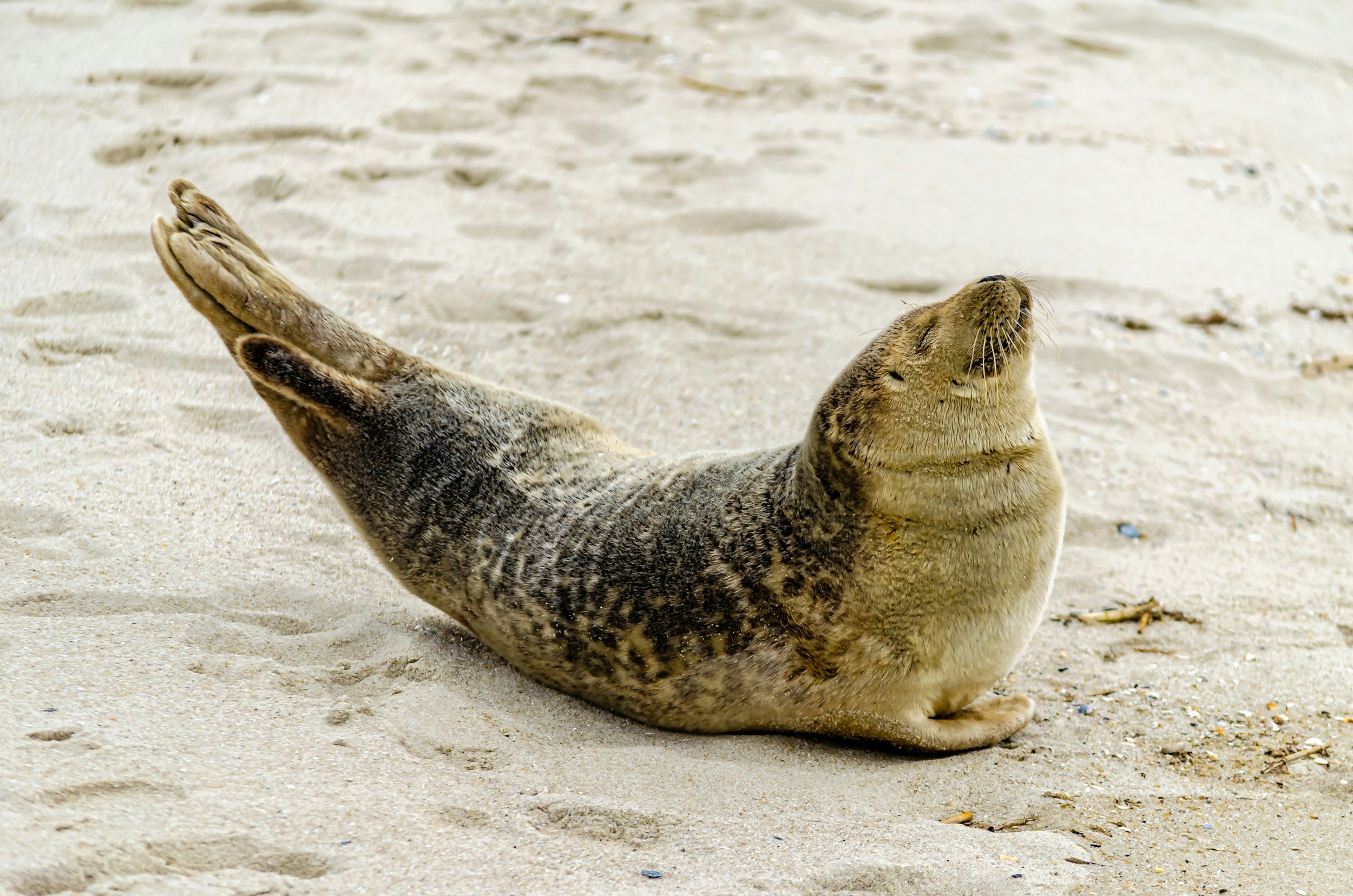Seal sunbaking on sandy beach