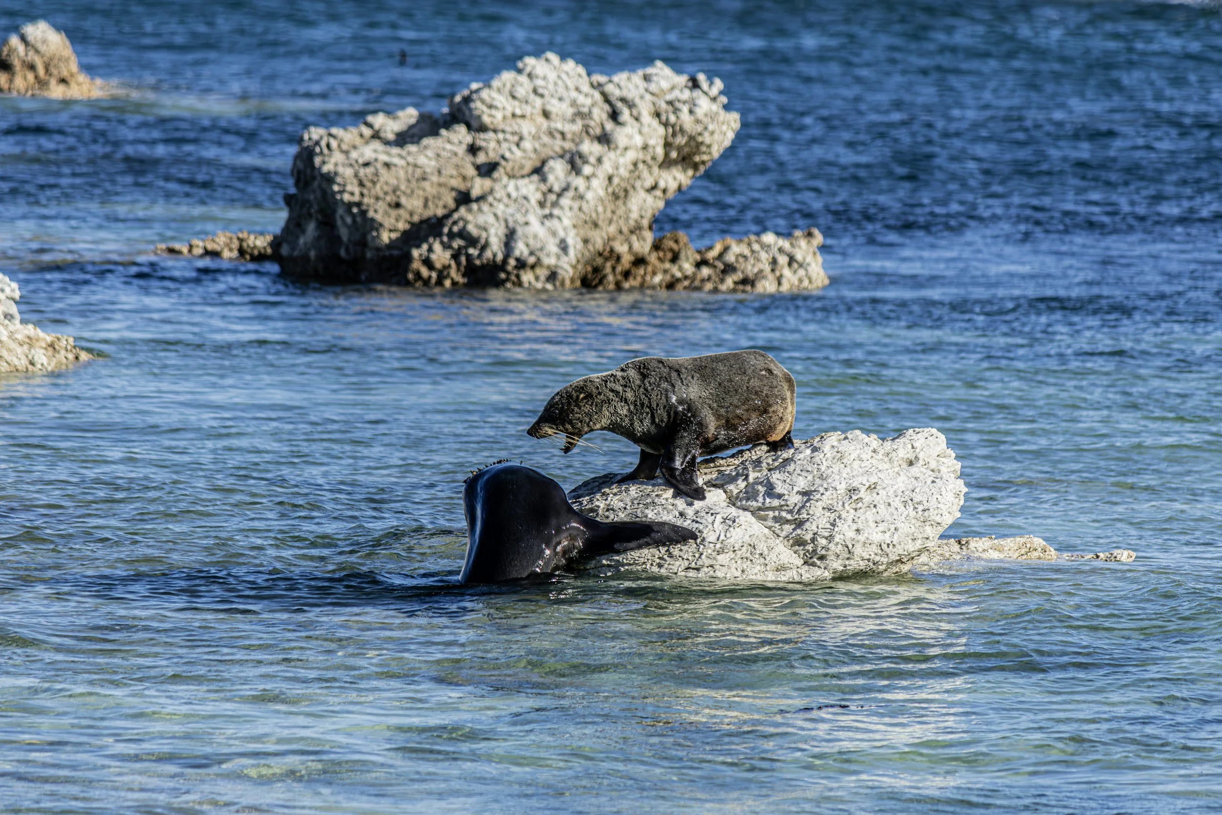 Australian sea lion and fur seal interact