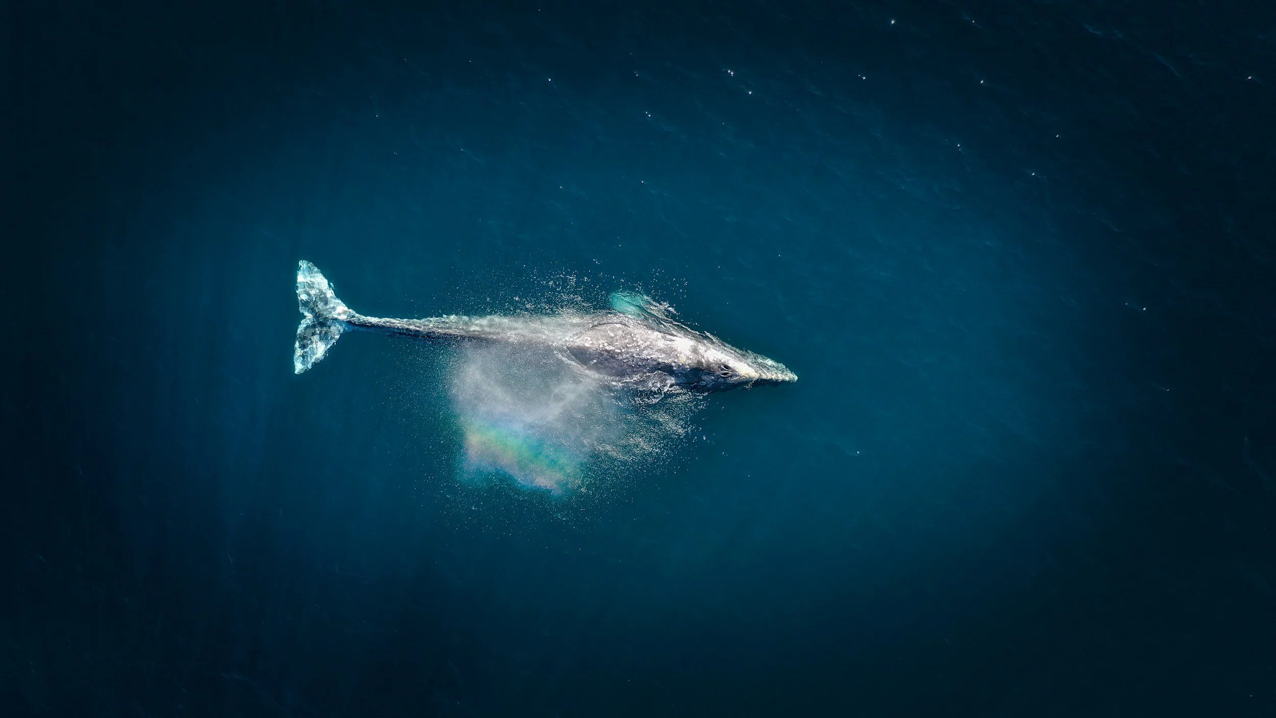 An aerial view of a Humpback Whale swimming naturally during its migration along the Western Australian coastline.