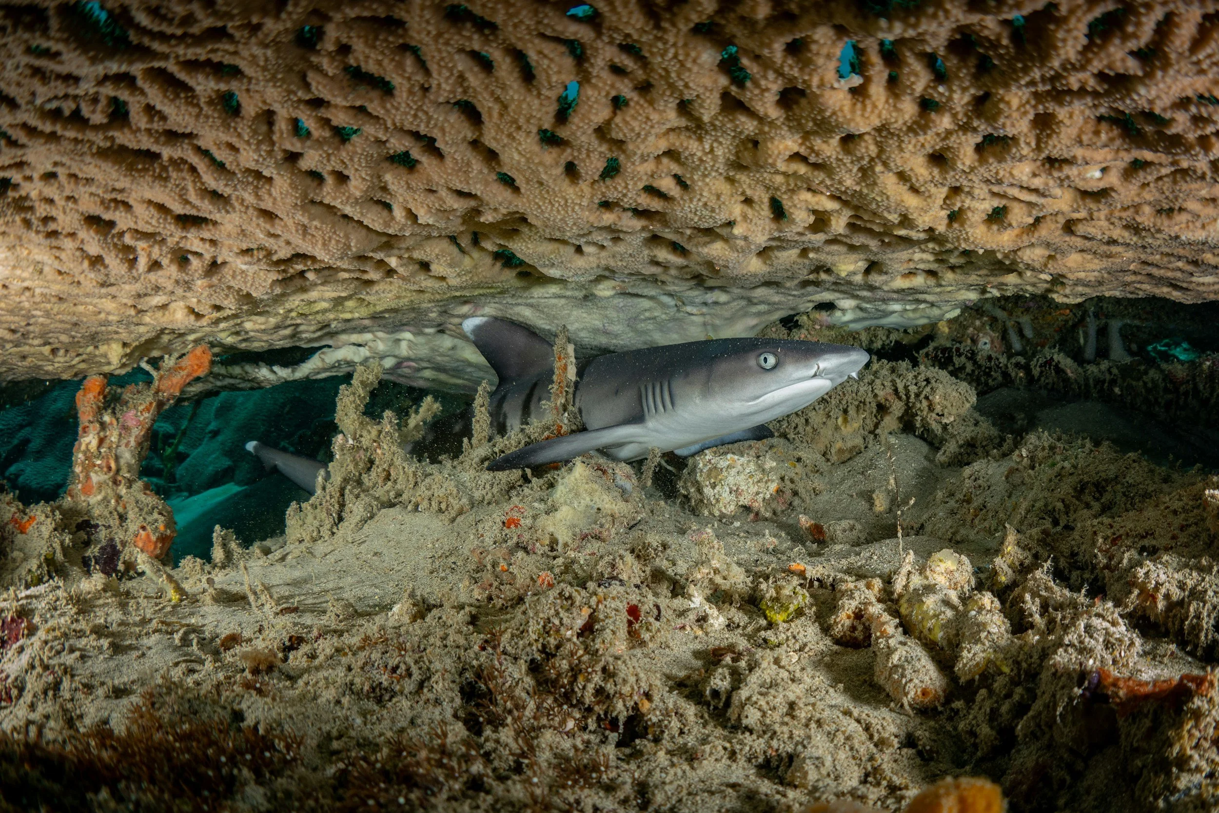 A Port Jackson Shark sheltering beneath a limestone reef in the Jurien Bay Marine Park.