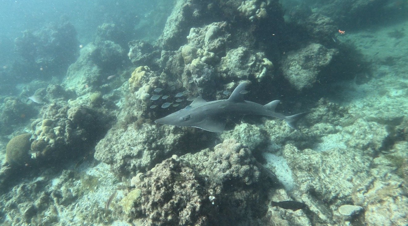 A Bottlenose Shark swimming calmly through the reefs of the Jurien Bay Marine Park.