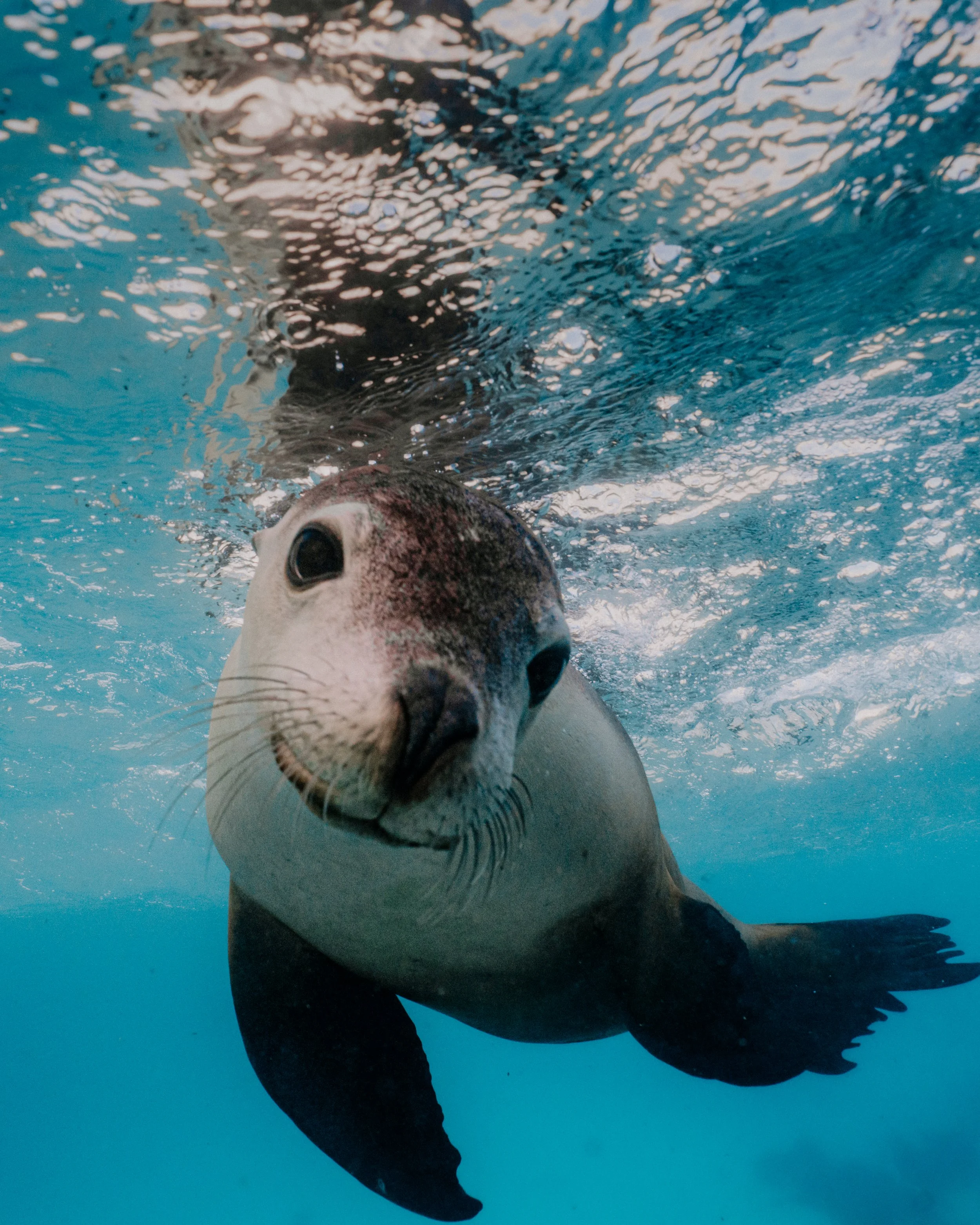 Curious Australian sea lion approaching the camera underwater in the Jurien Bay Marine Park.