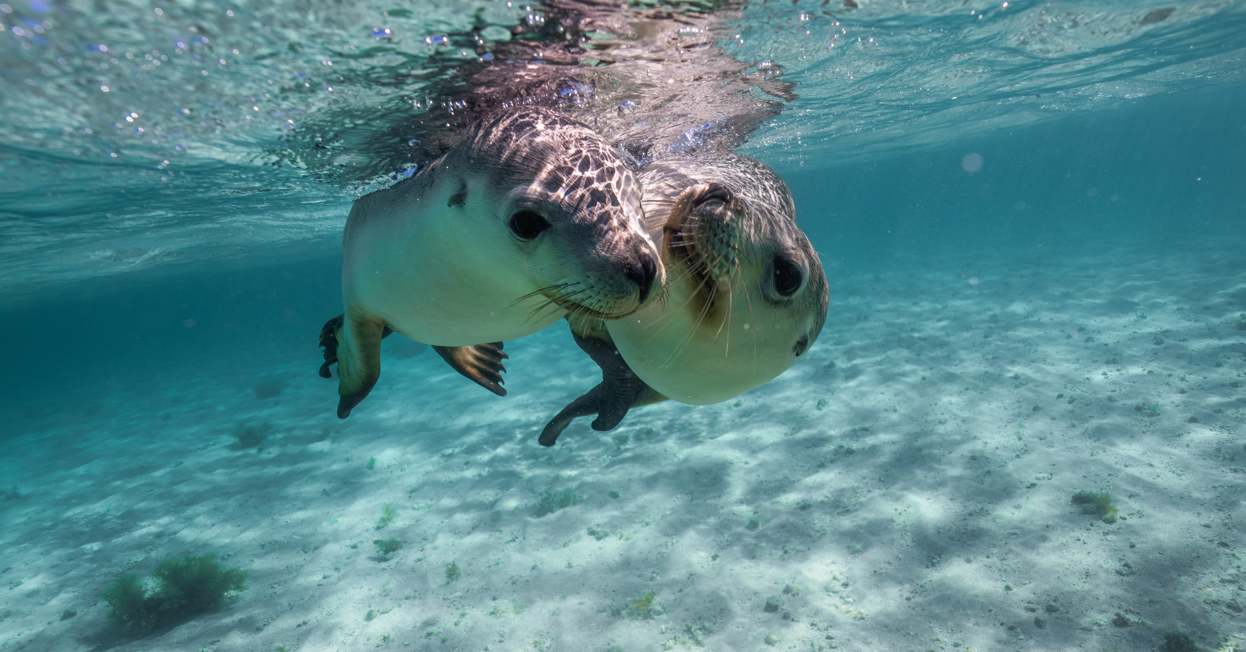 Two Australian sea lions swimming together in the crystal-clear waters of the Jurien Bay Marine Park.