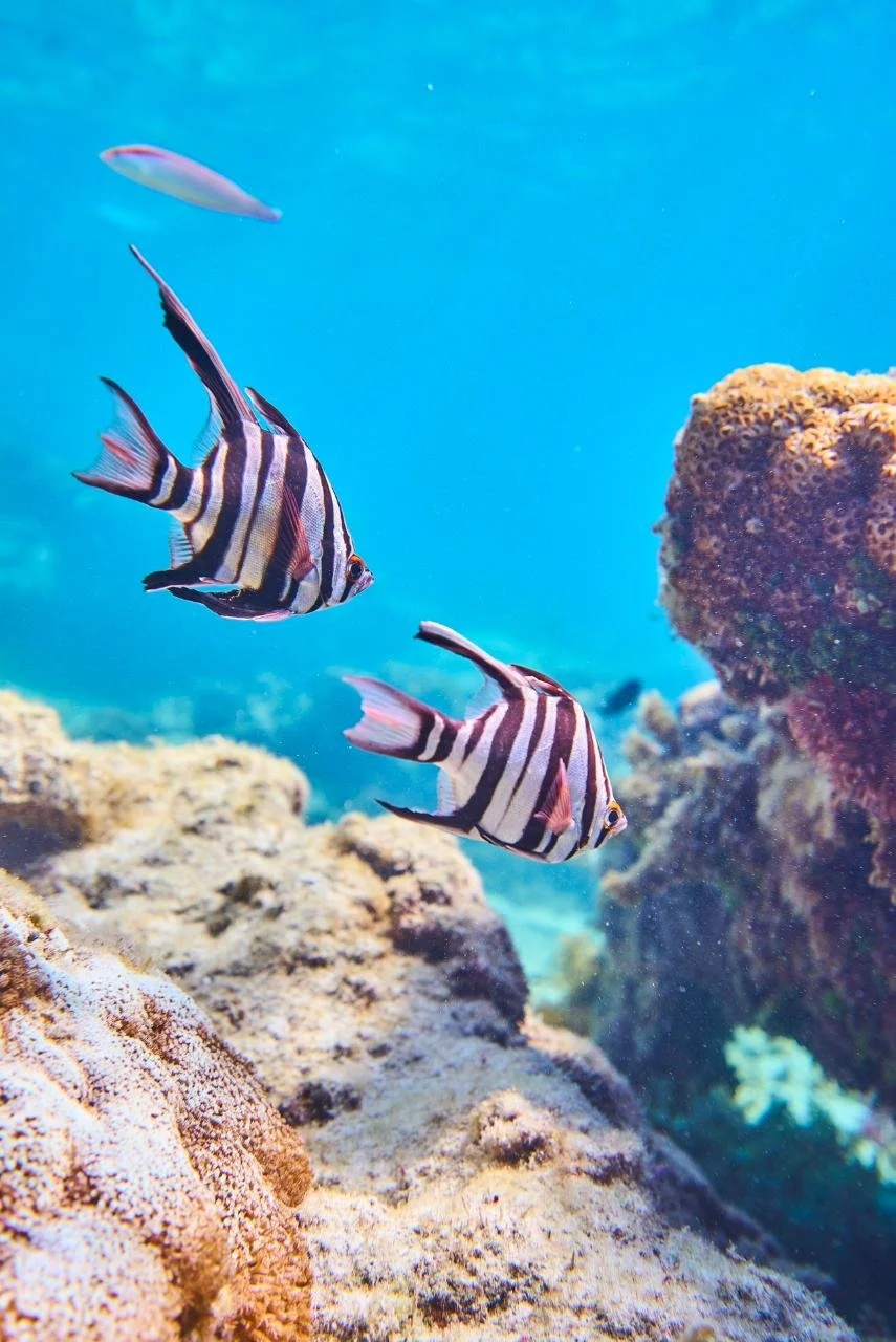 Old Wife fish swimming among limestone reef in the Jurien Bay Marine Park