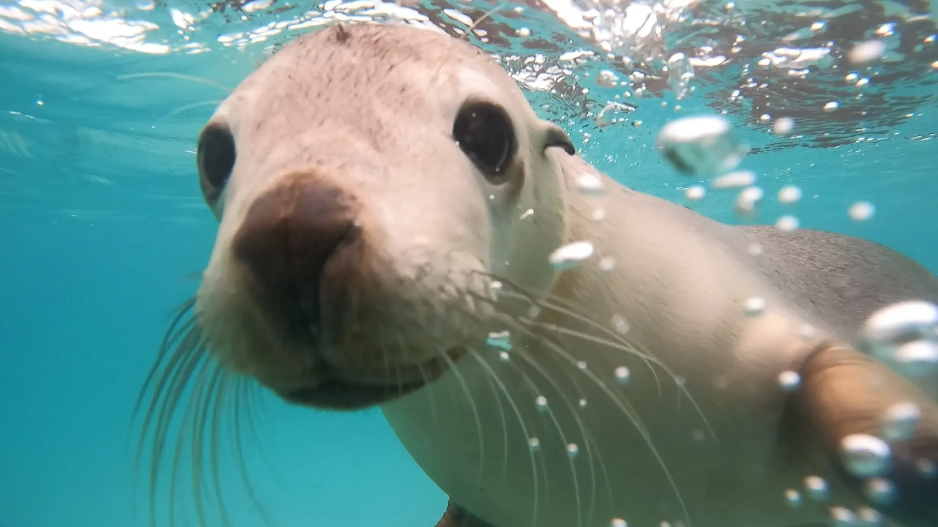 Curious Australian sea lion approaching the camera in the clear waters of the Jurien Bay Marine Park in Western Australia