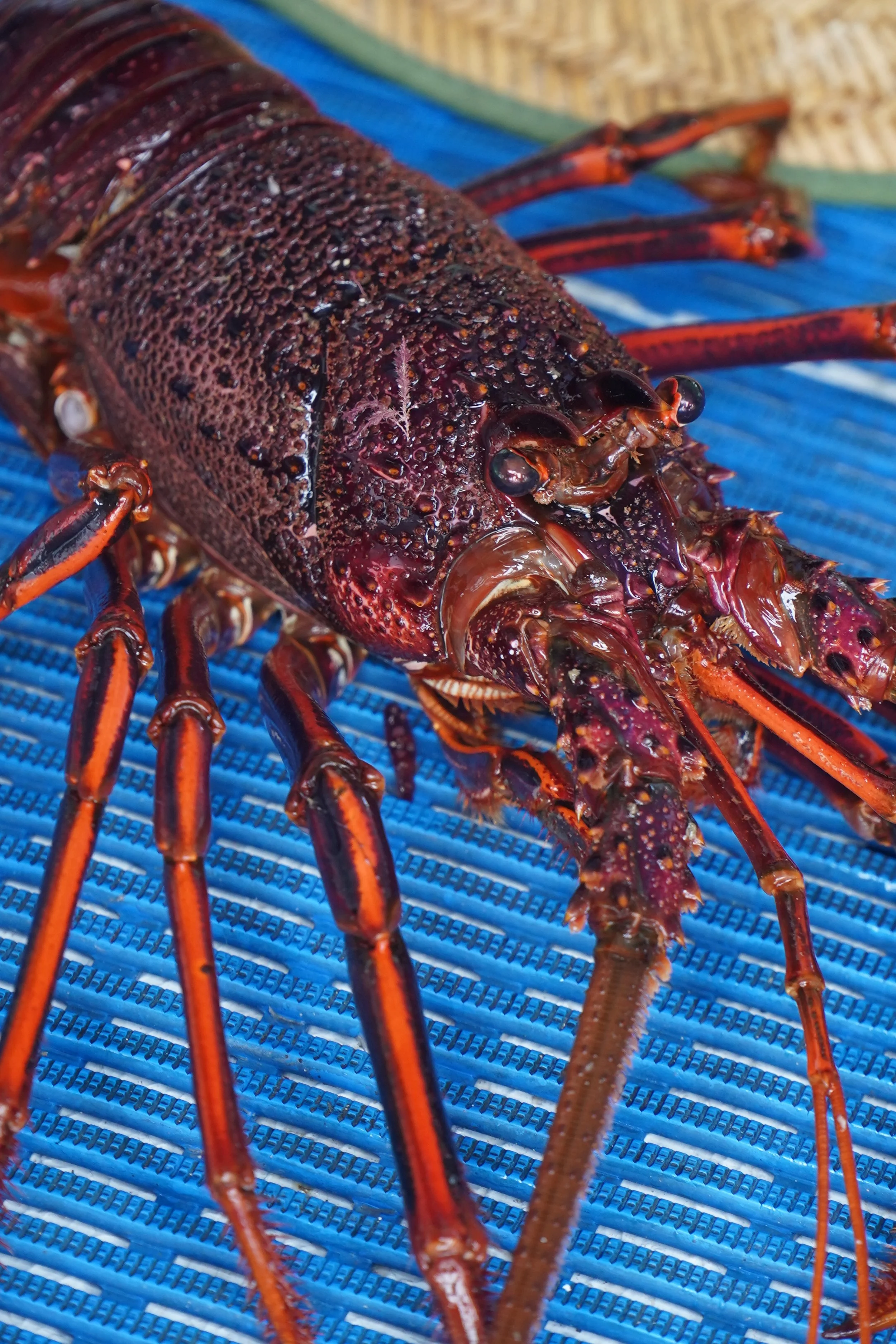 Close-up of a Western rock lobster showing its shell, eyes and distinctive features.