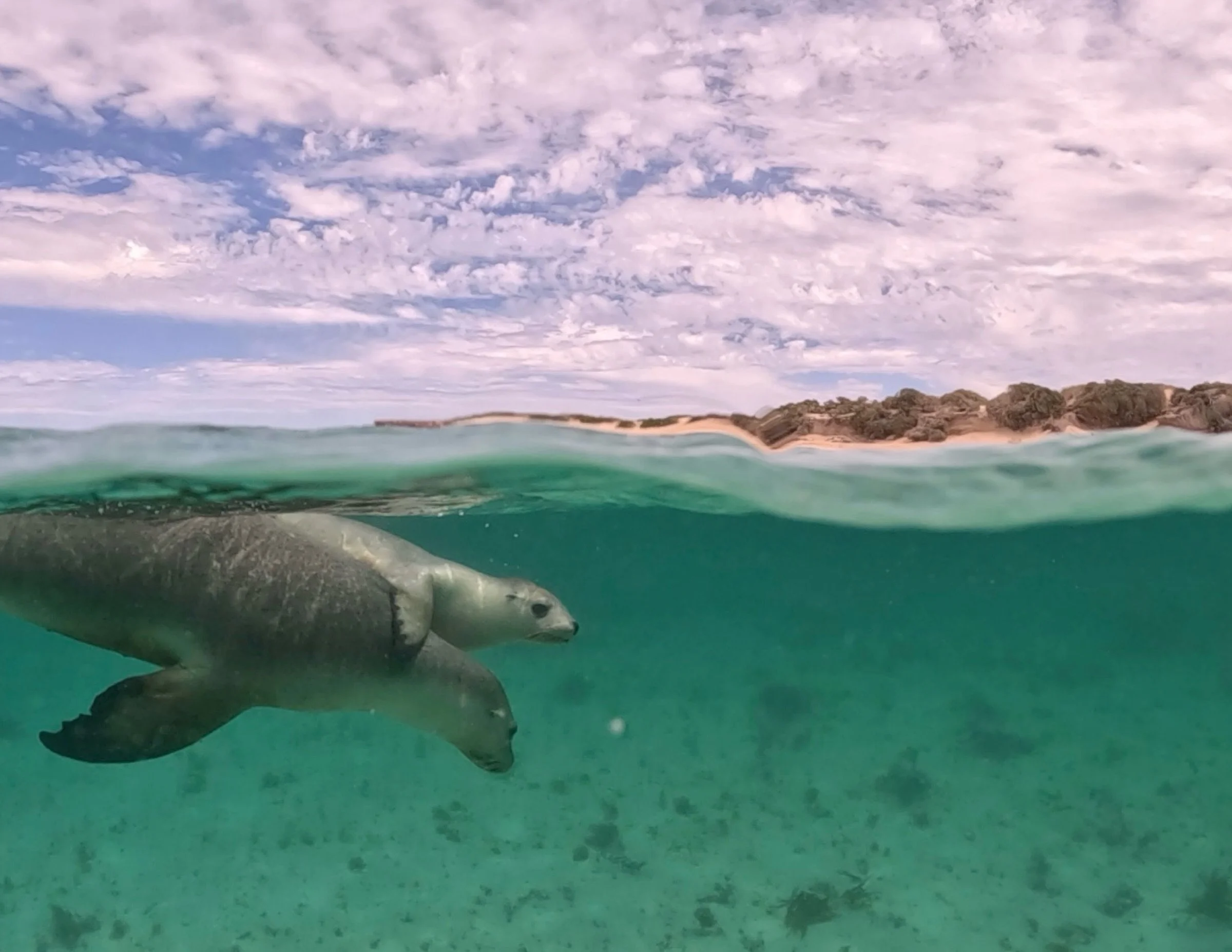 Australian sea lion mother swimming alongside her pup in the Jurien Bay Marine Park.