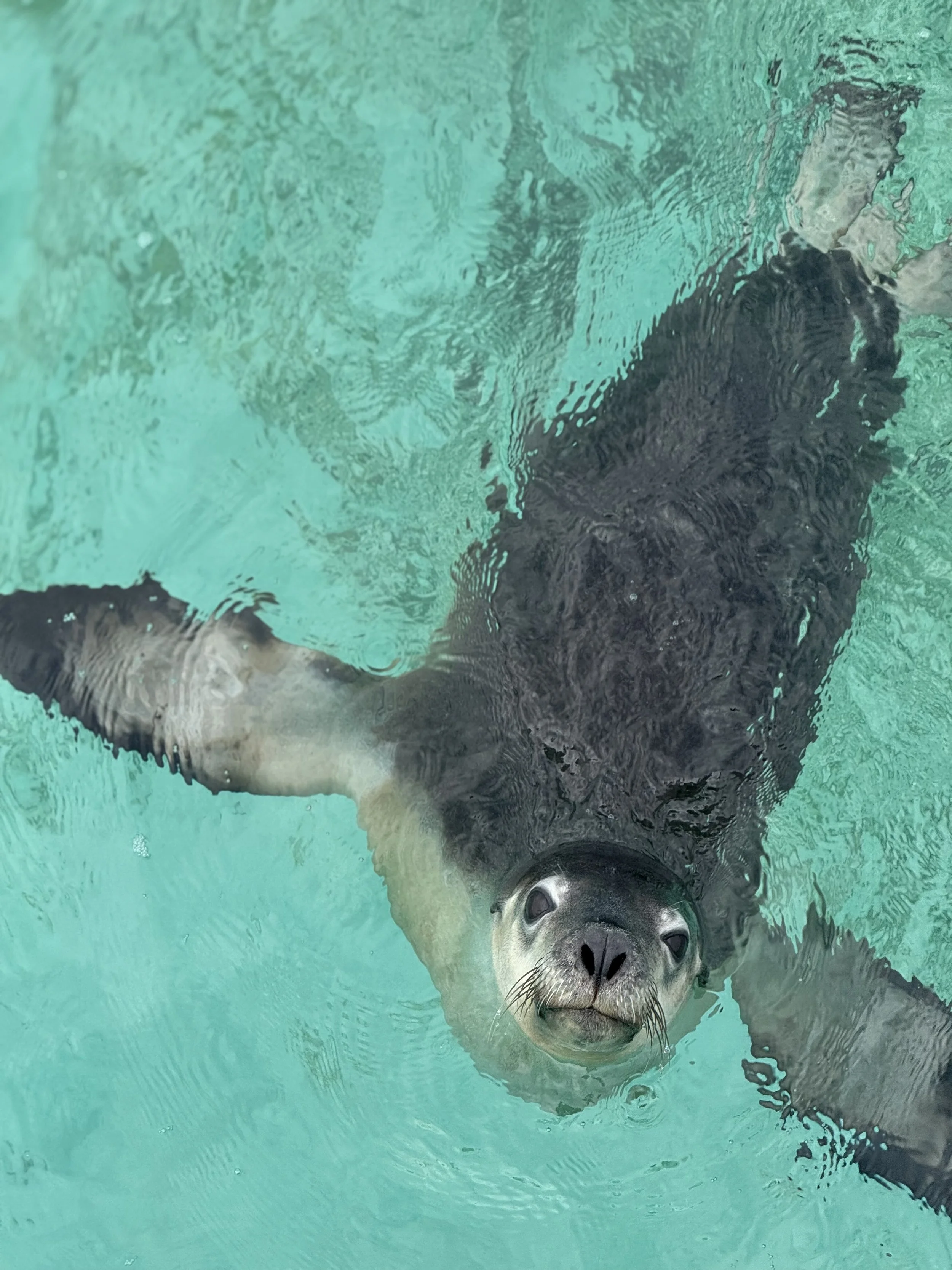 Curious Australian sea lion approaching the camera sbove water in the Jurien Bay Marine Park.