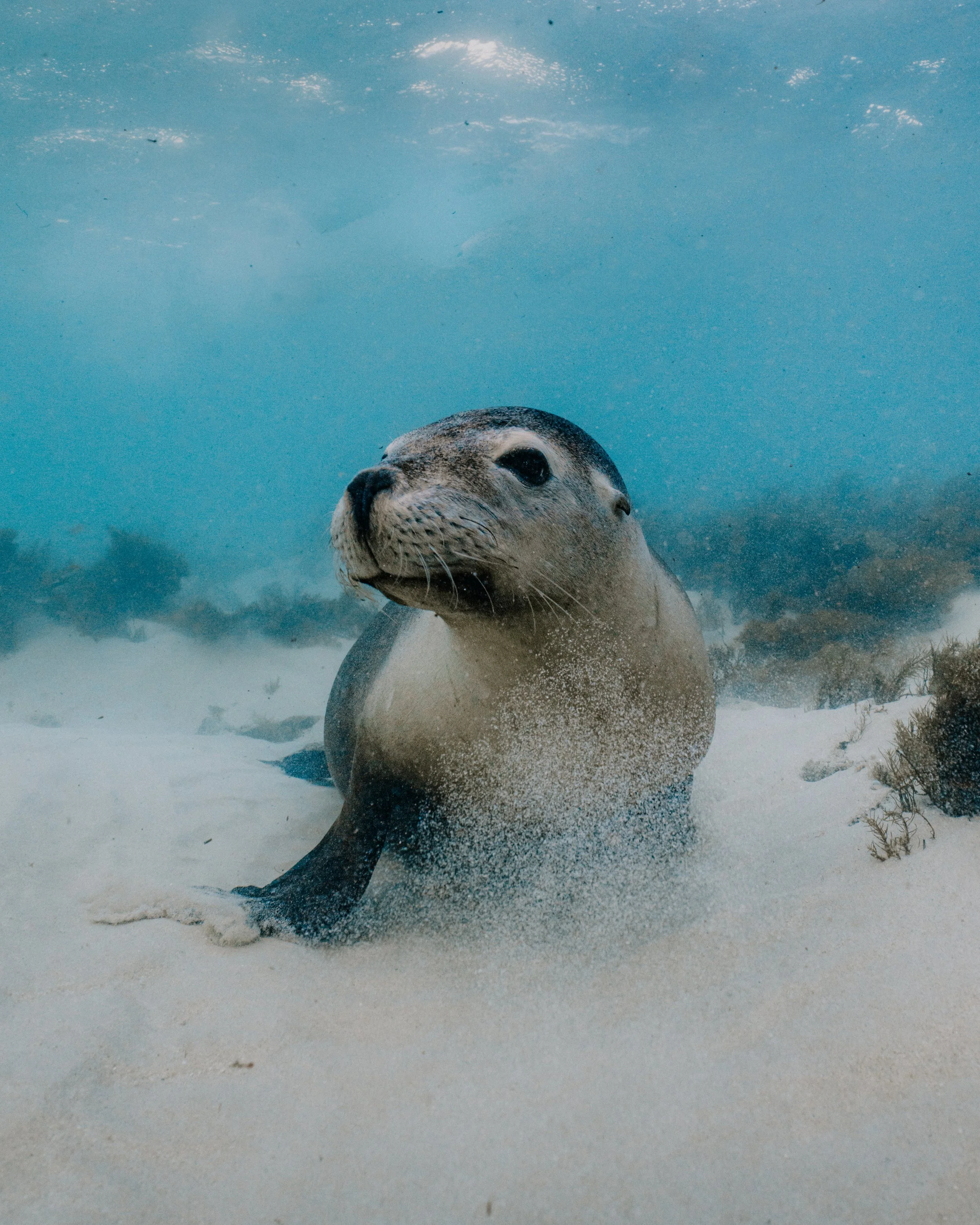 Endangered Australian sea lion resting on the sandy seabed in the Jurien Bay Marine Park.