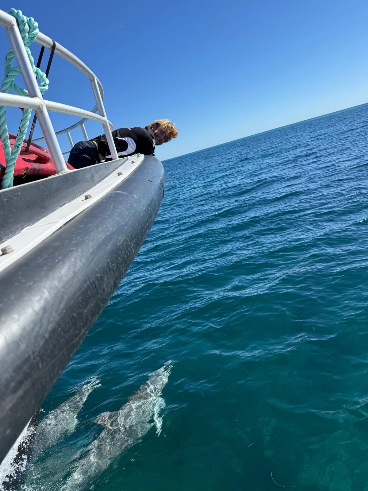 Wild Indo-Pacific Bottlenose Dolphins swimming alongside a tour vessel in the Jurien Bay Marine Park.