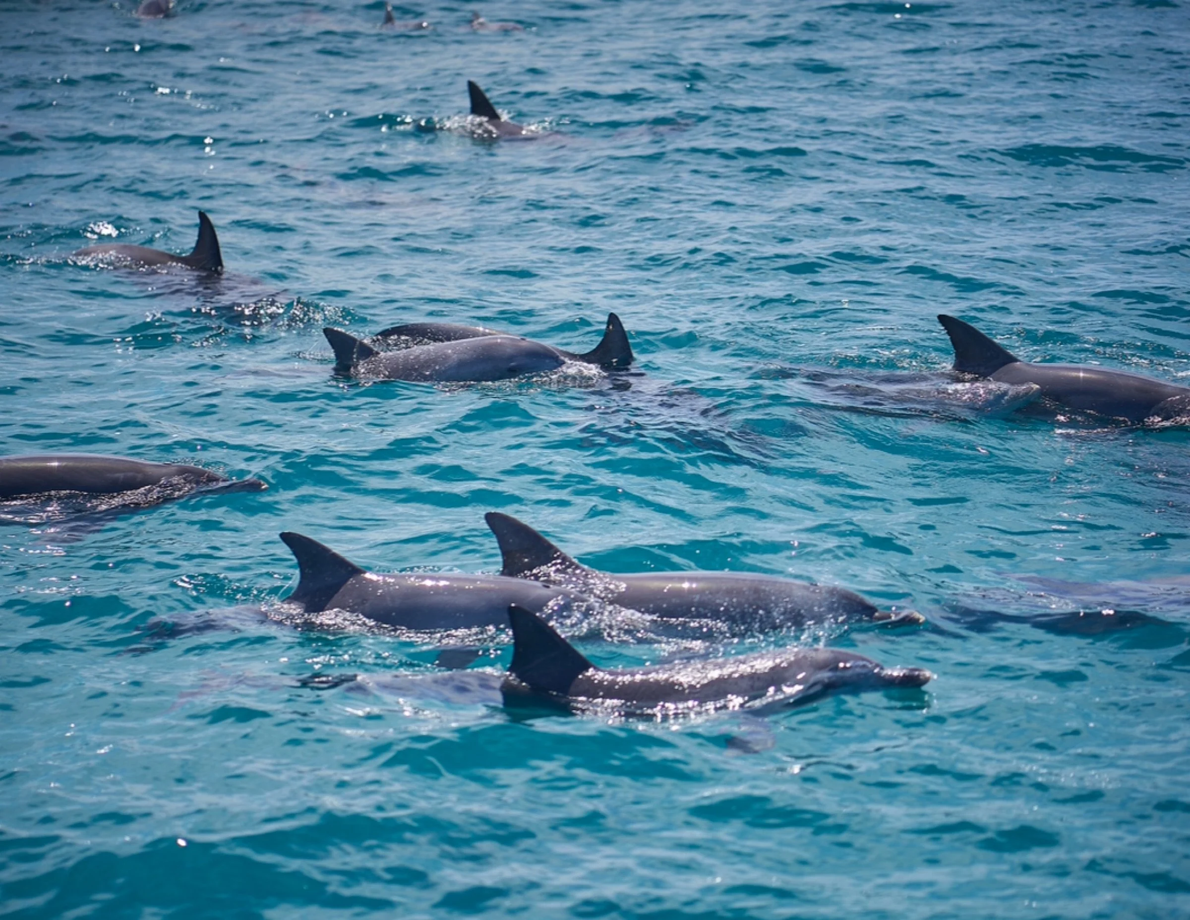 A pod of Indo-Pacific Bottlenose Dolphins travelling together through the turquoise waters of Jurien Bay.