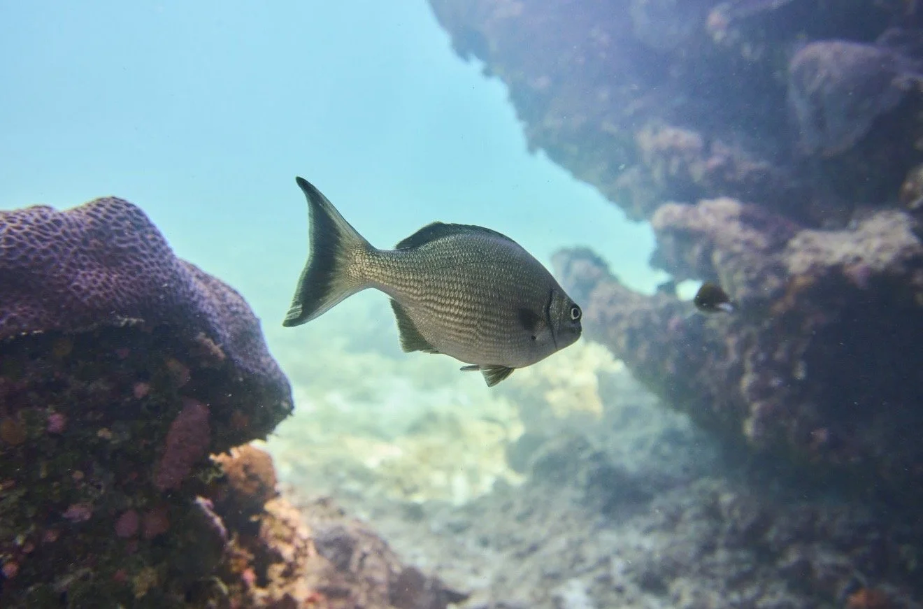 Reef fish swimming among limestone reef habitat in Jurien Bay Marine Park.