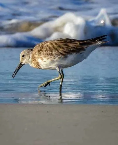 A Sanderling foraging along the shoreline of the Jurien Bay Marine Park.