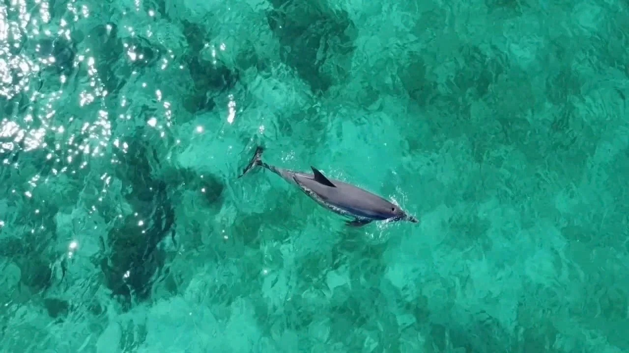 An Indo-Pacific Bottlenose Dolphin swimming above seagrass meadows in the Jurien Bay Marine Park.