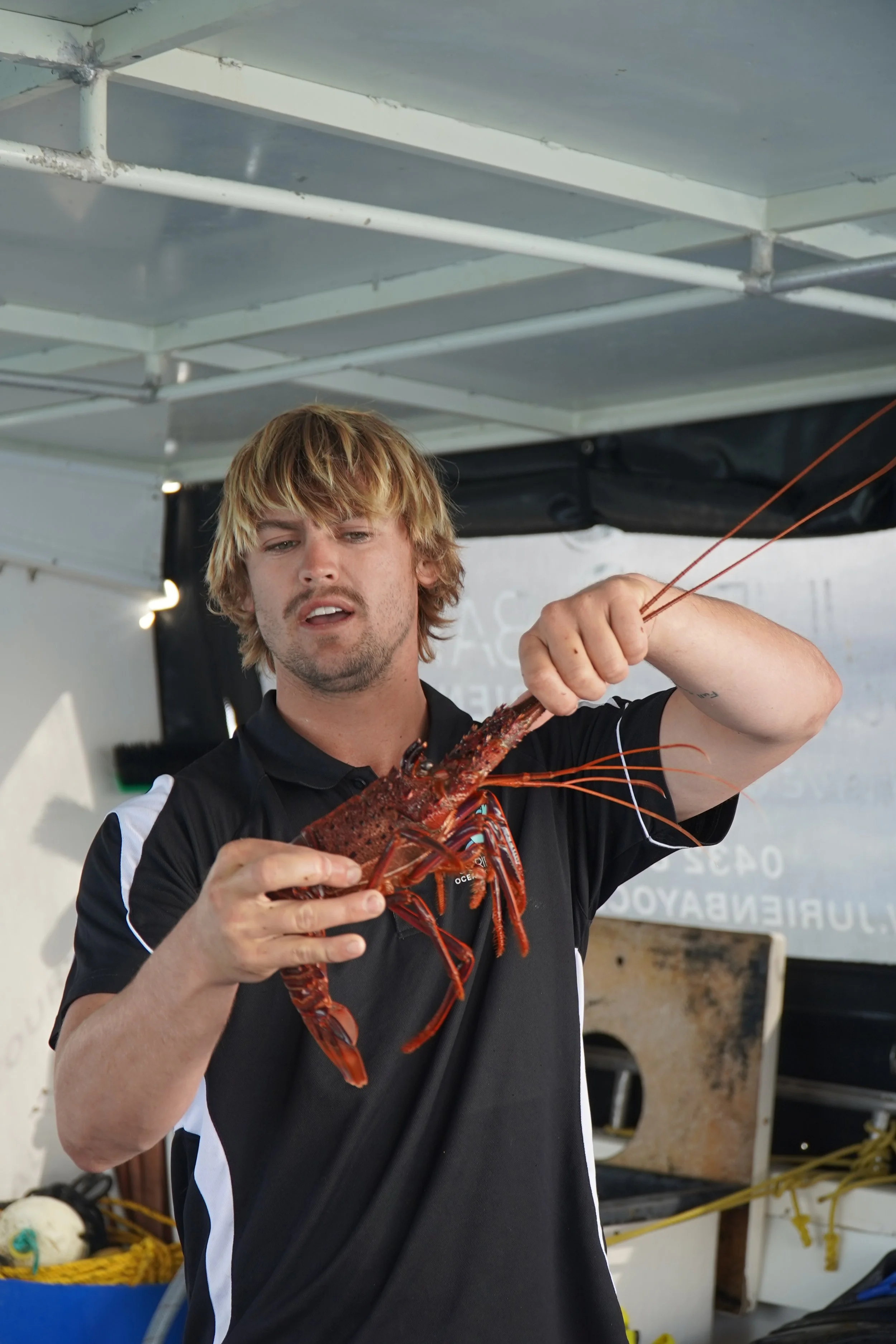 Guide holding a western rock lobster during an educational demonstration in Jurien Bay, Western Australia