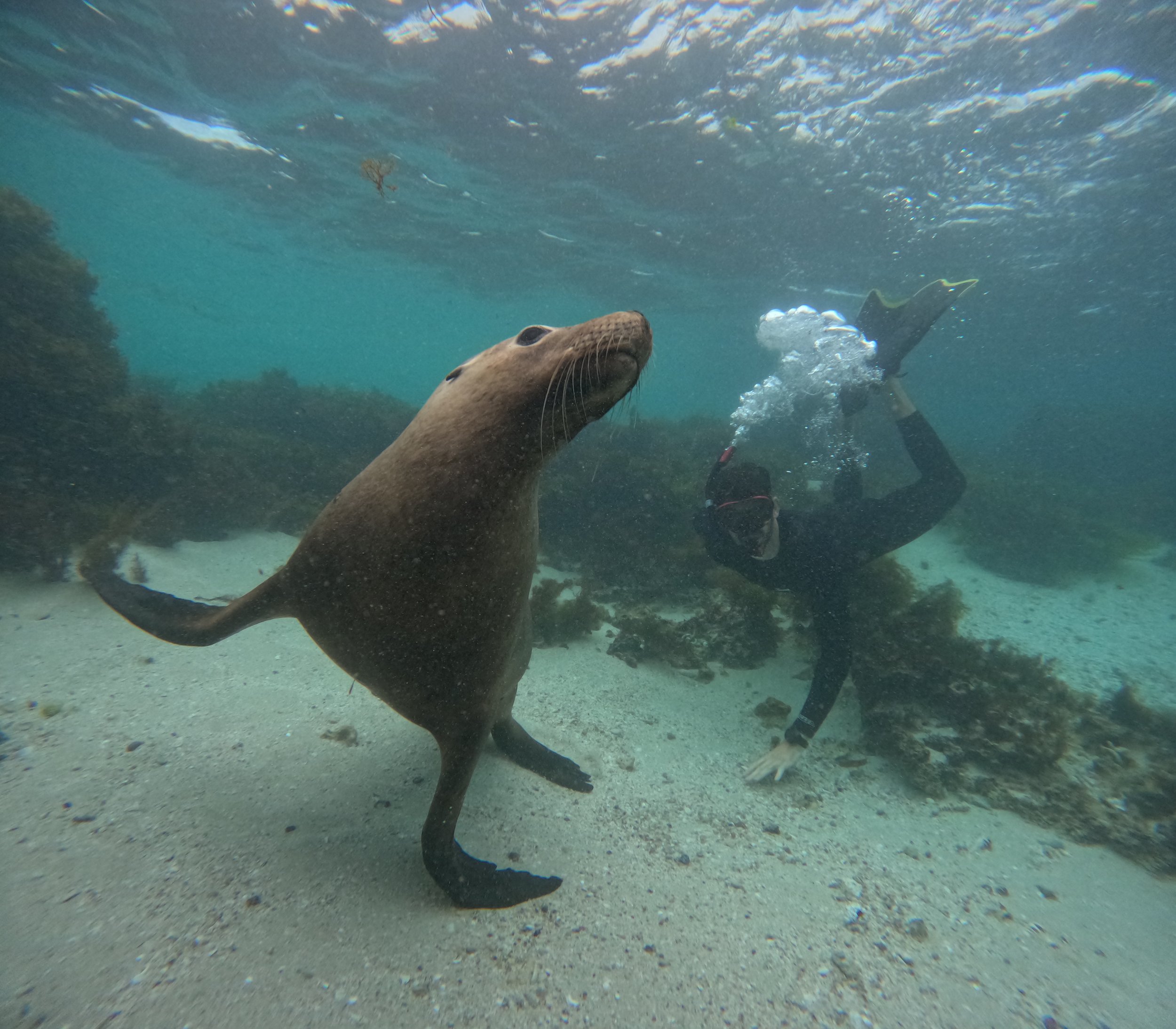 Snorkeller observing a wild Australian sea lion during a guided tour in the Jurien Bay Marine Park.