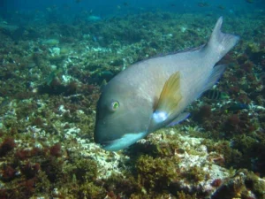 Western Blue Groper swimming across a limestone reef in the Jurien Bay Marine Park.