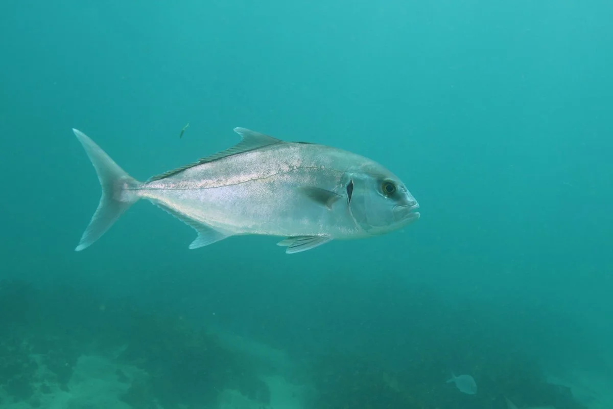 Yellowtail Kingfish cruising through the open waters of the Jurien Bay Marine Park.