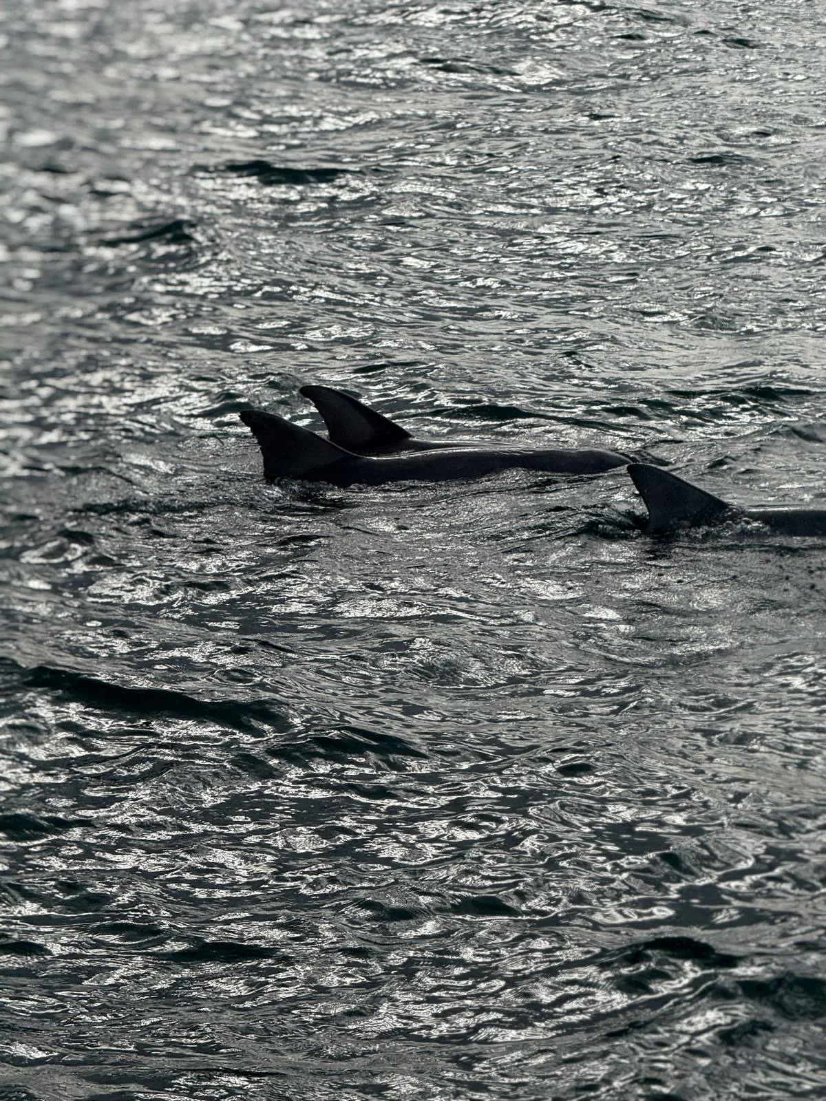 Wild Indo-Pacific Bottlenose Dolphins surfacing in the protected waters of the Jurien Bay Marine Park.