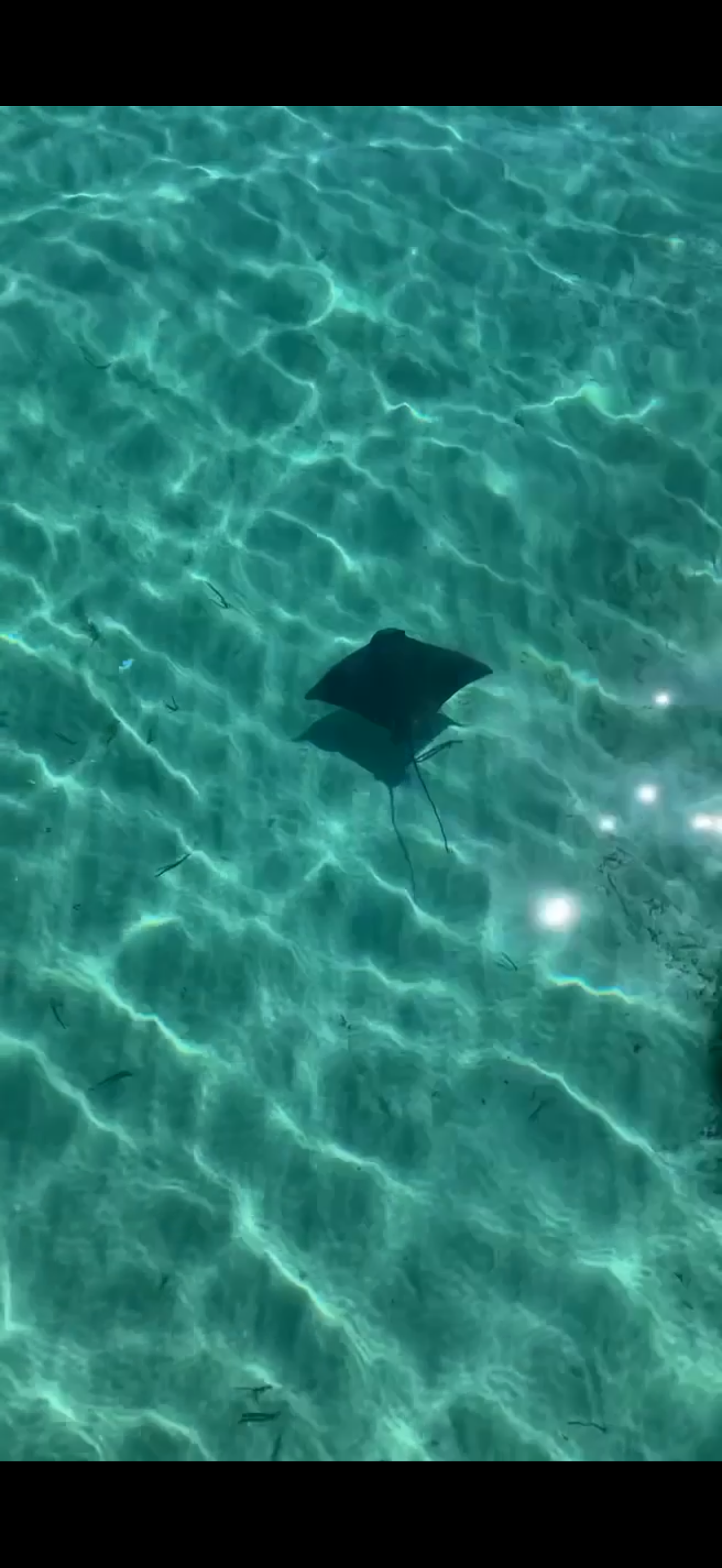 An Eagle Ray gliding across the sandy seabed in the Jurien Bay Marine Park.