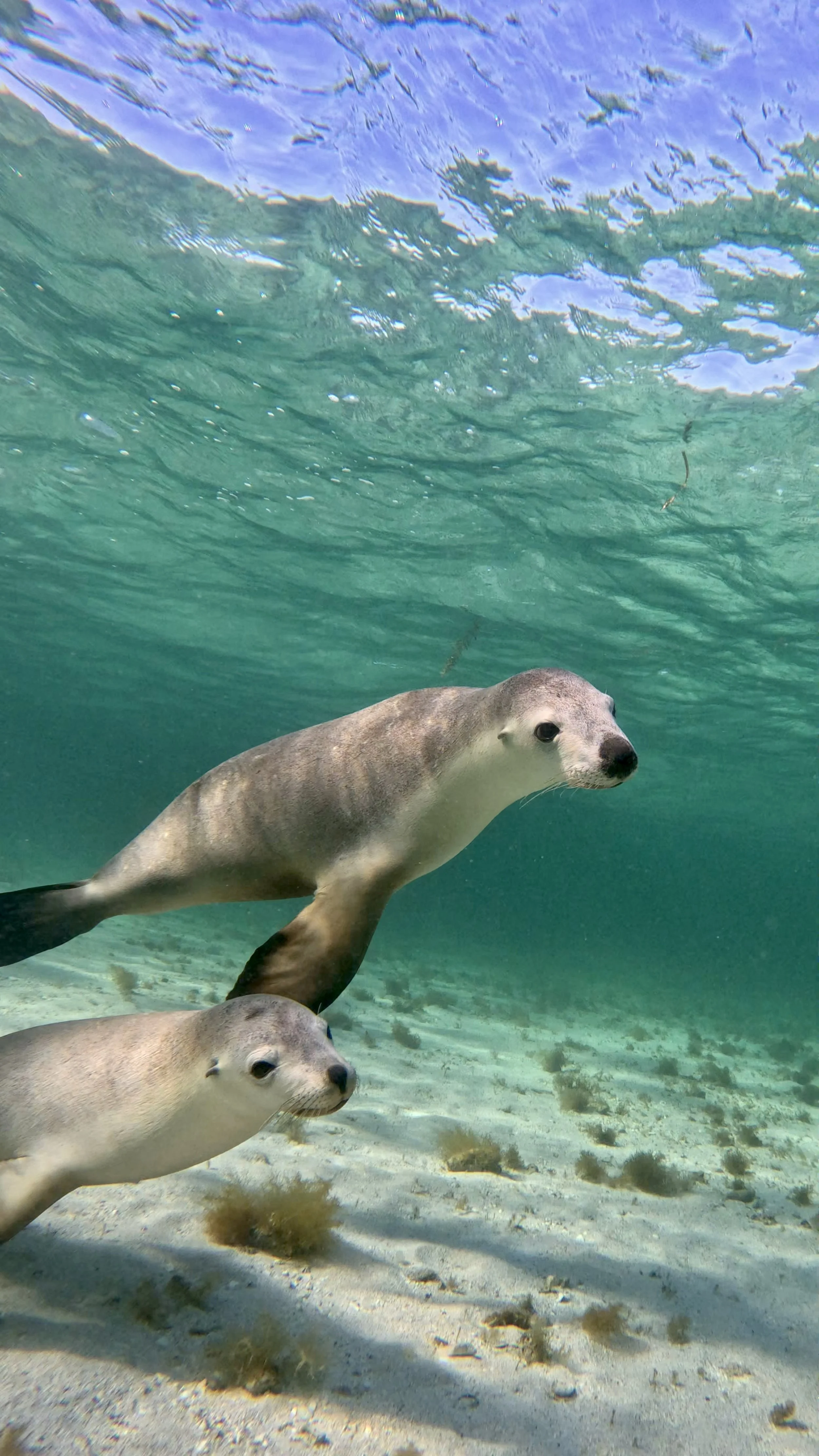 Two wild Australian sea lions swimming together in the crystal-clear waters of the Jurien Bay Marine Park.
