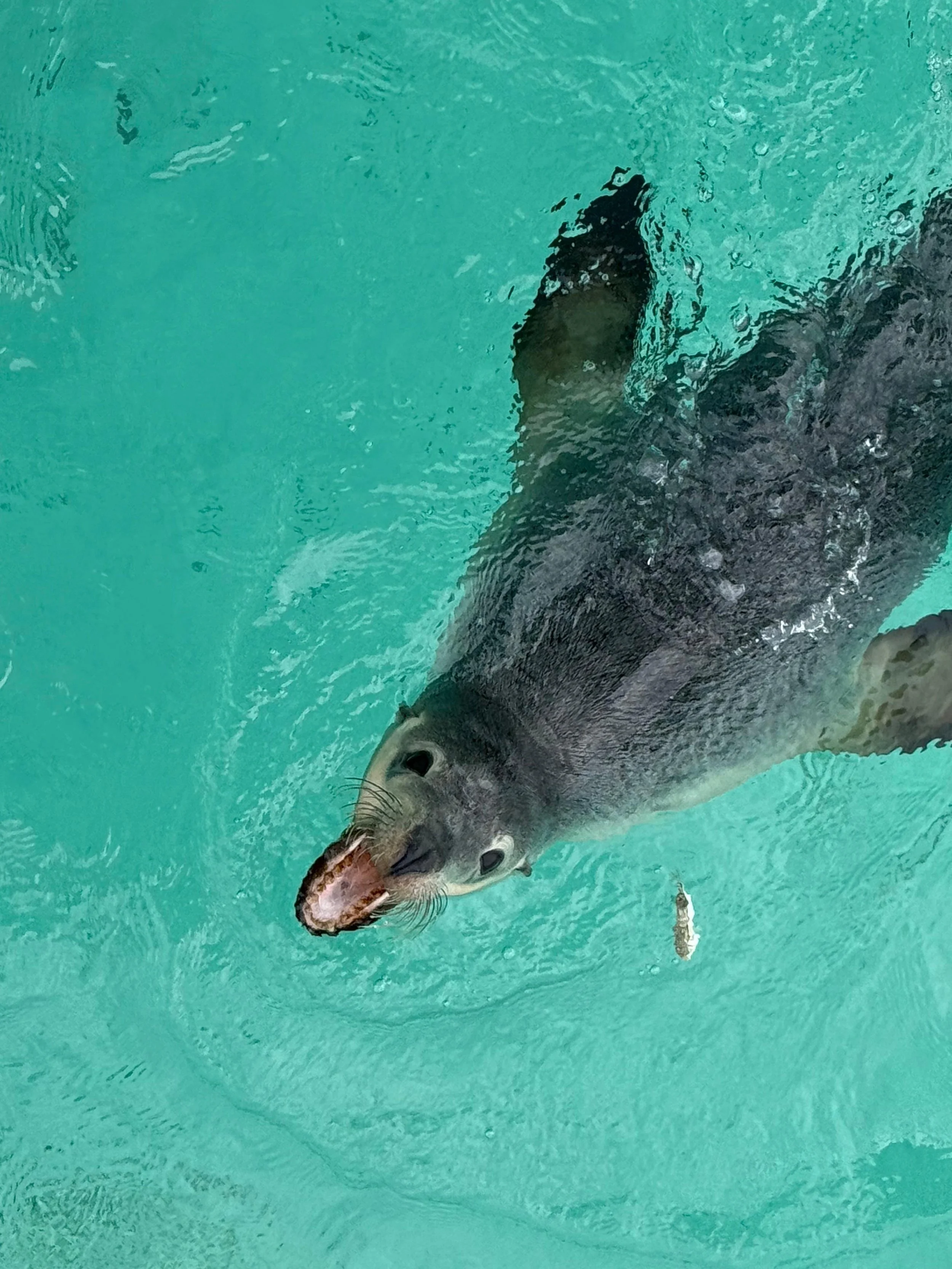 An Australian Sea Lion hunting fish in the clear waters of the Jurien Bay Marine Park.