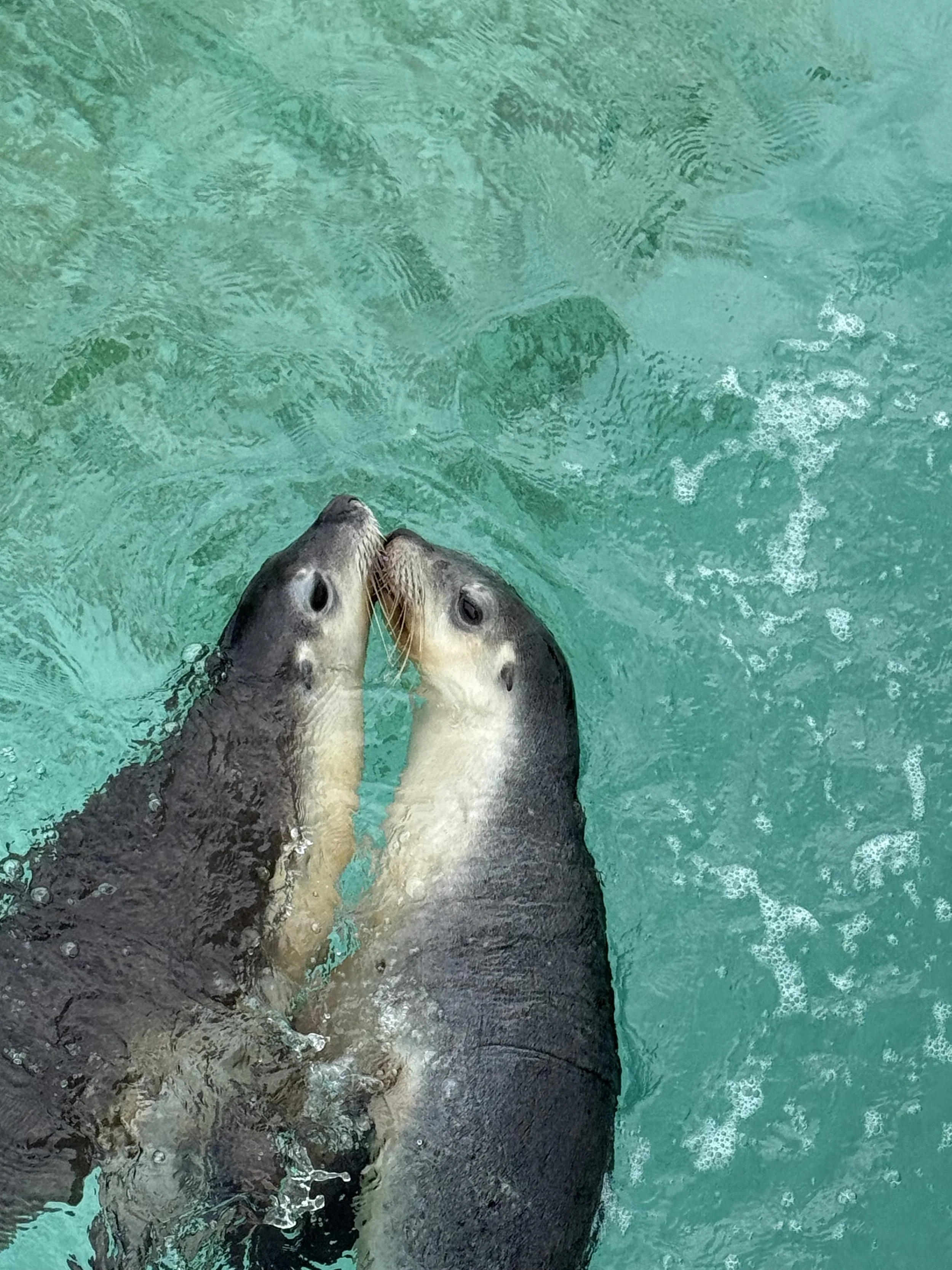 Curious Australian sea lions above water in the Jurien Bay Marine Park.