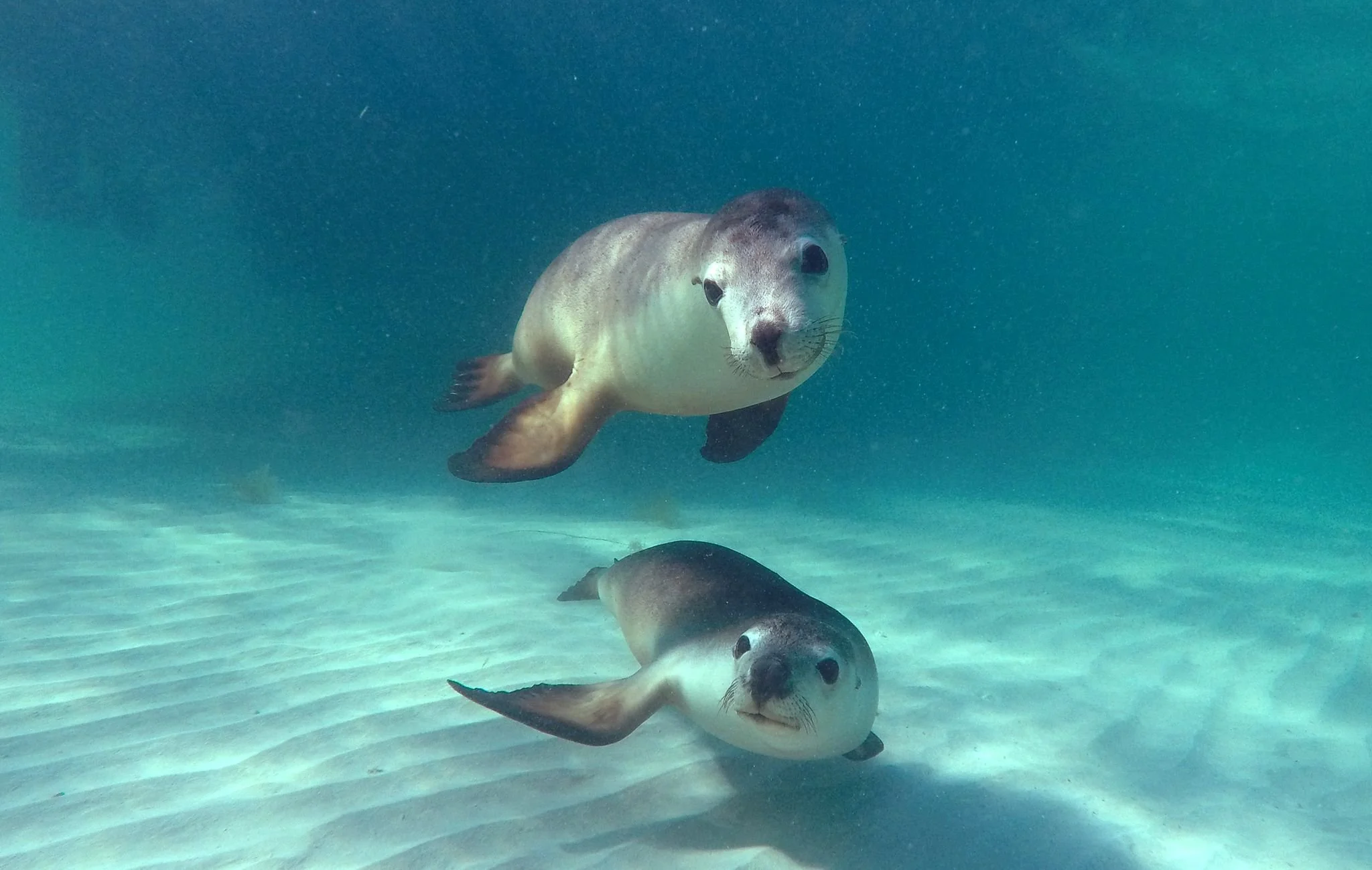 Two Australian sea lions swimming together in the clear waters of the Jurien Bay Marine Park, Western Australia