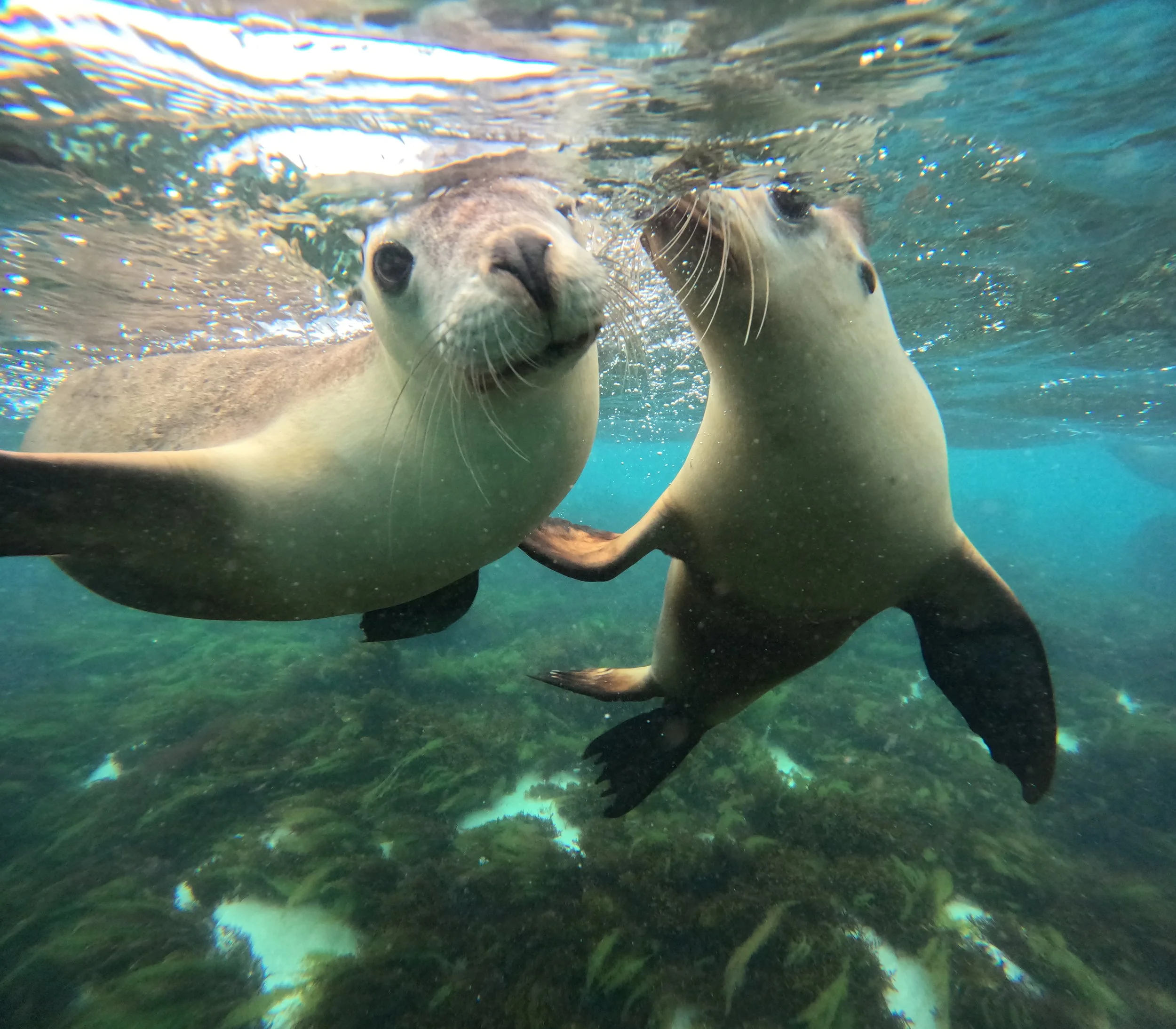 Two playful Australian sea lions swimming together in the clear waters of the Jurien Bay Marine Park.