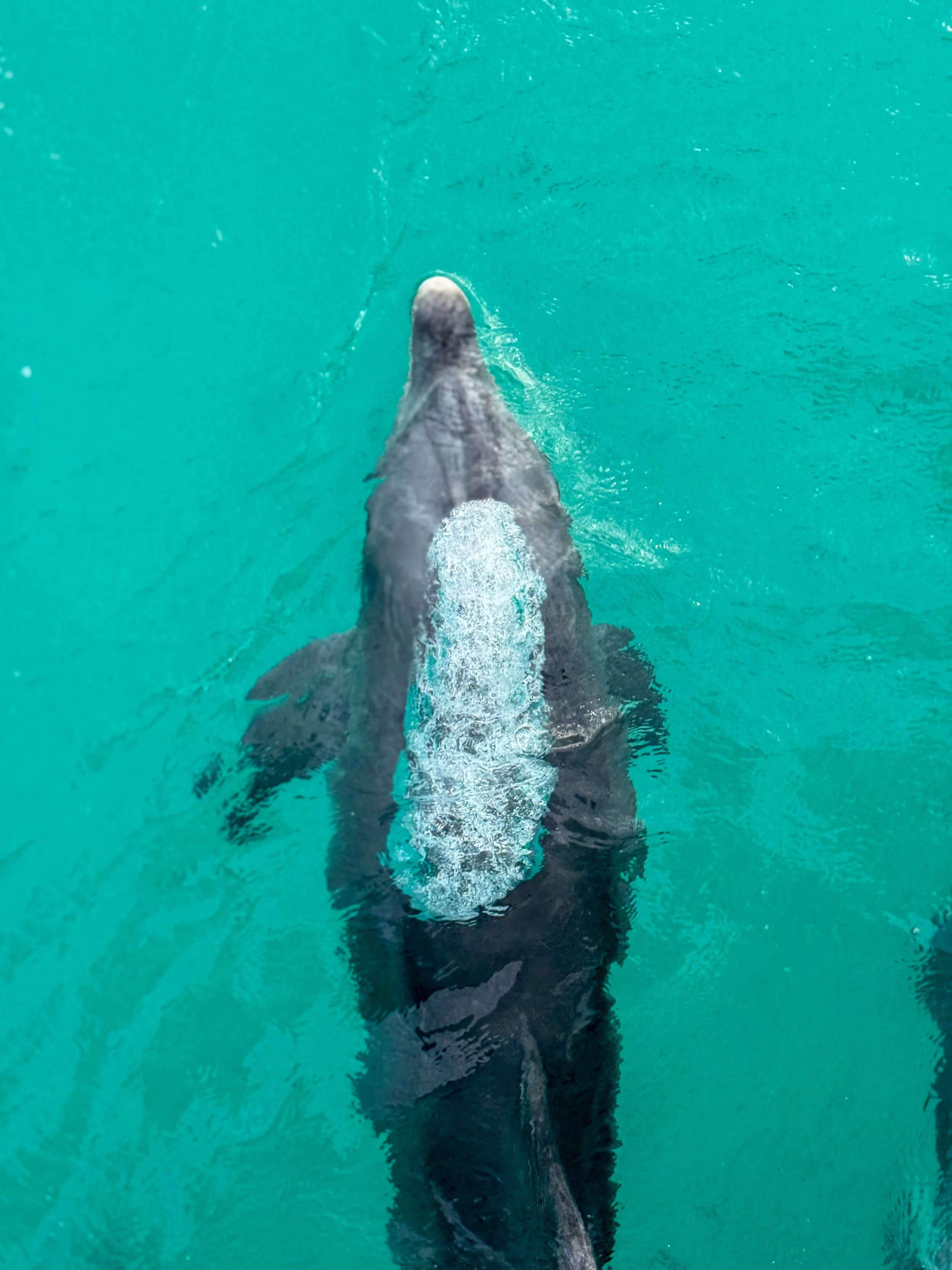 An Indo-Pacific Bottlenose Dolphin swimming through the clear turquoise waters of the Jurien Bay Marine Park.