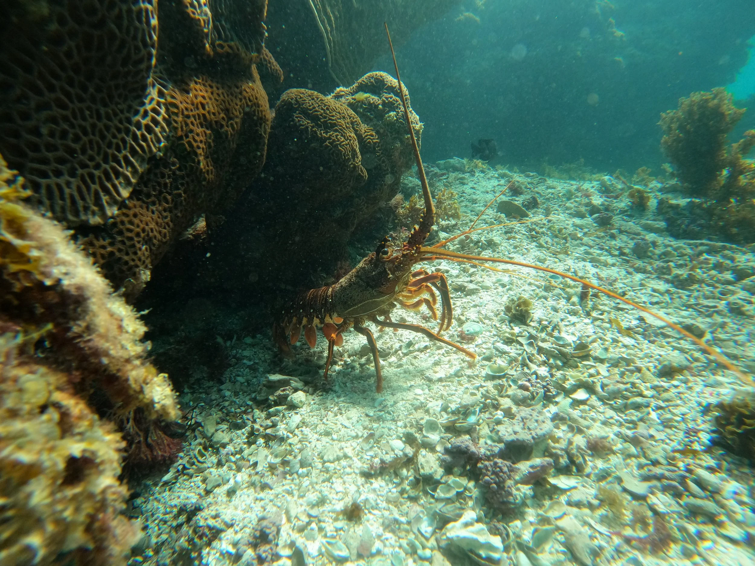 Western rock lobster sheltering beneath a reef on the Jurien Bay Marine Park, Western Australia