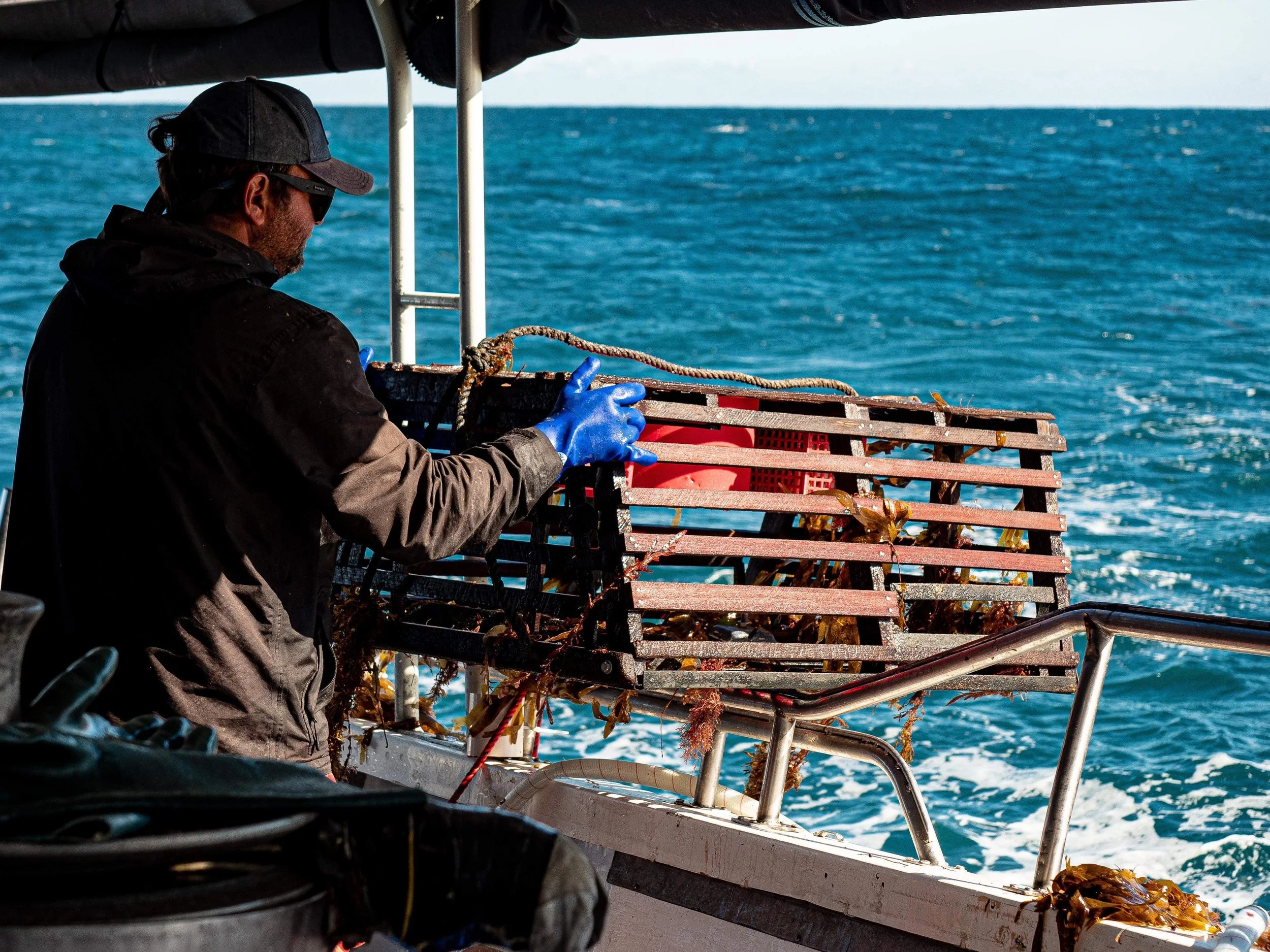 Western Rock Lobster pot being hauled aboard a commercial fishing vessel off the coast of Jurien Bay.
