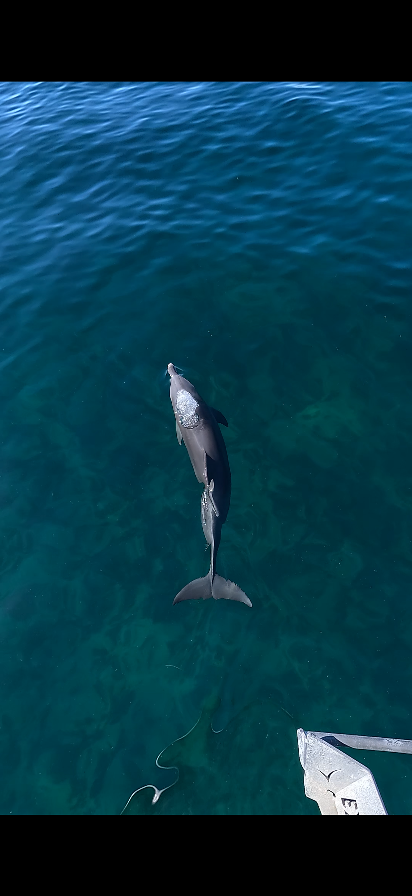 A mother Indo-Pacific Bottlenose Dolphin swimming alongside her calf in the Jurien Bay Marine Park.