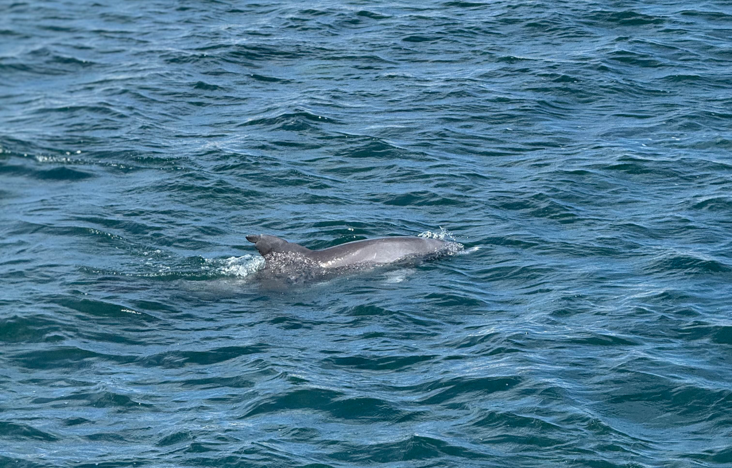 Two Indo-Pacific Bottlenose Dolphins swimming naturally in the coastal waters of Jurien Bay.