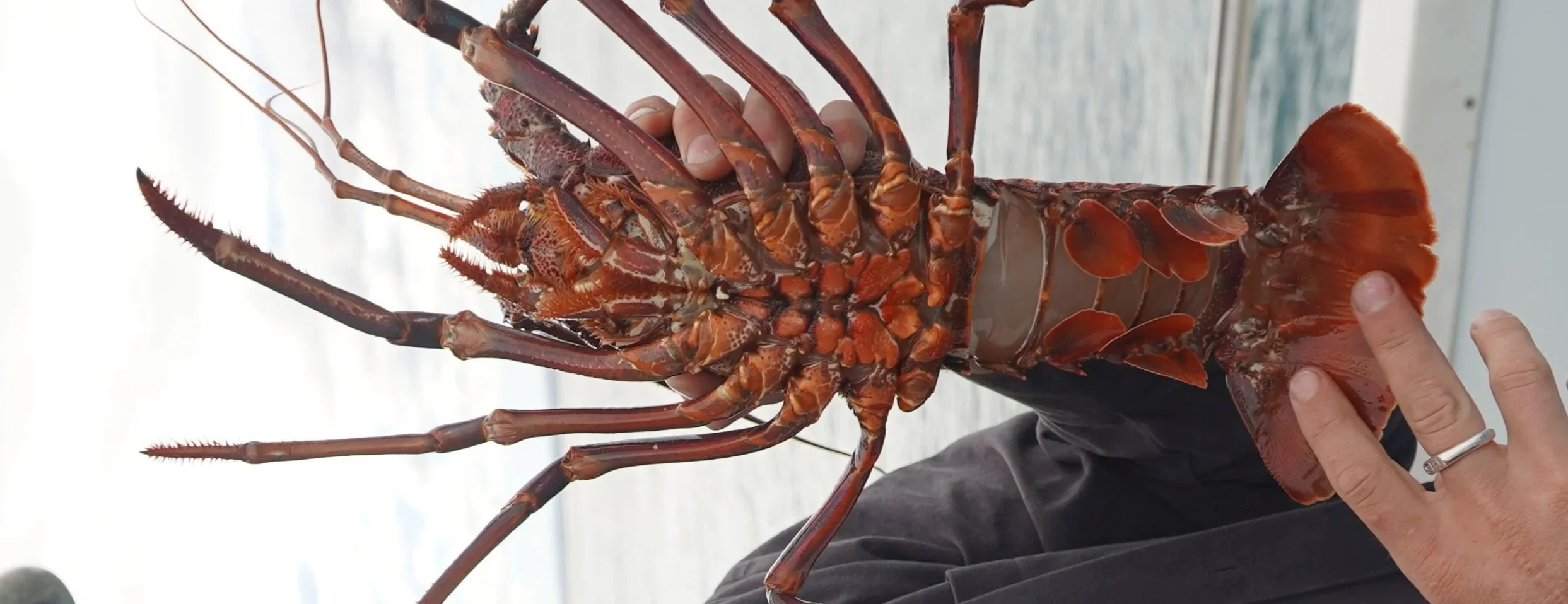 Adult Western Rock Lobster showing the fully mature stage of its life cycle.