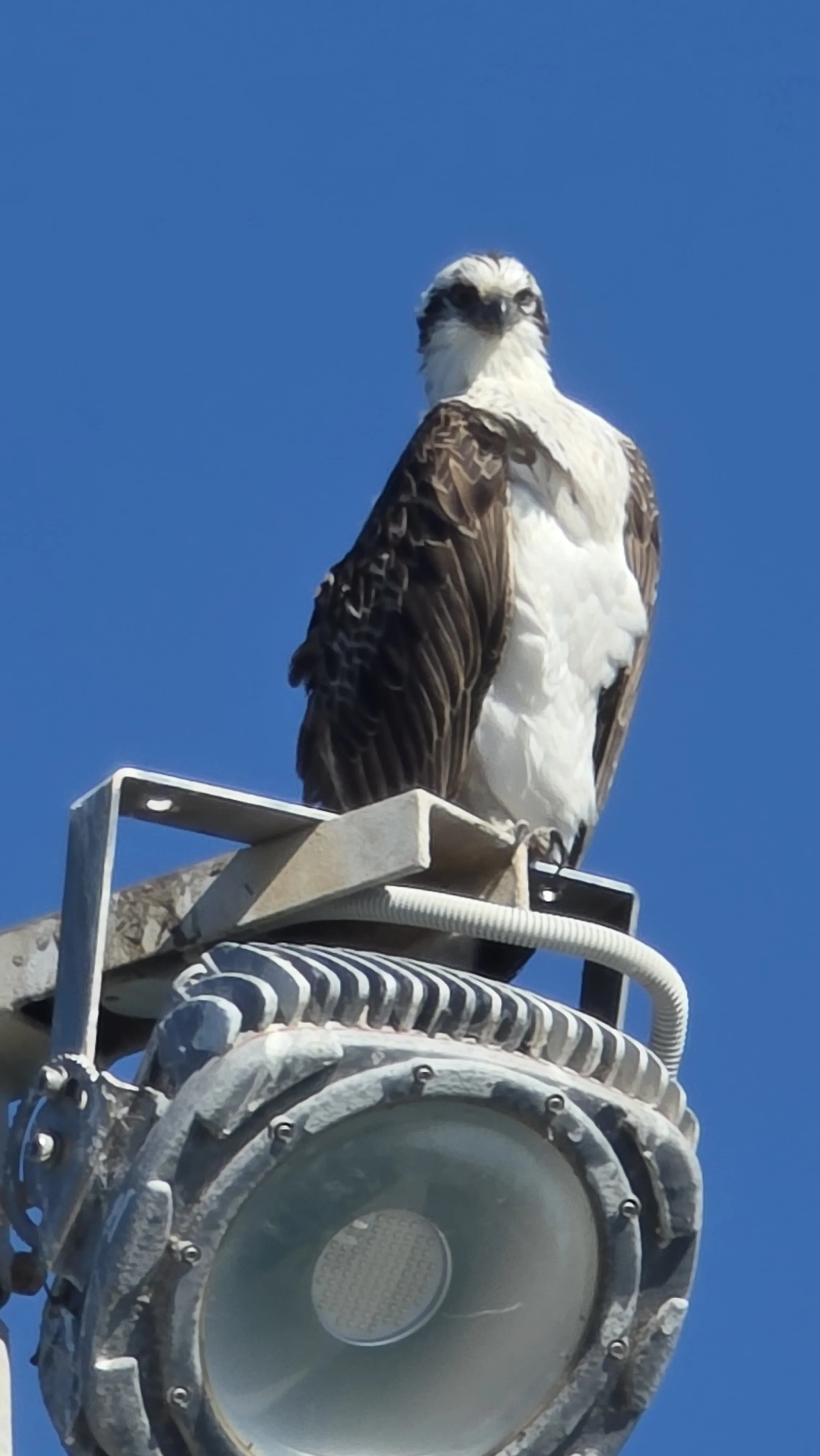 An Osprey perched above the coastline of the Jurien Bay Marine Park.