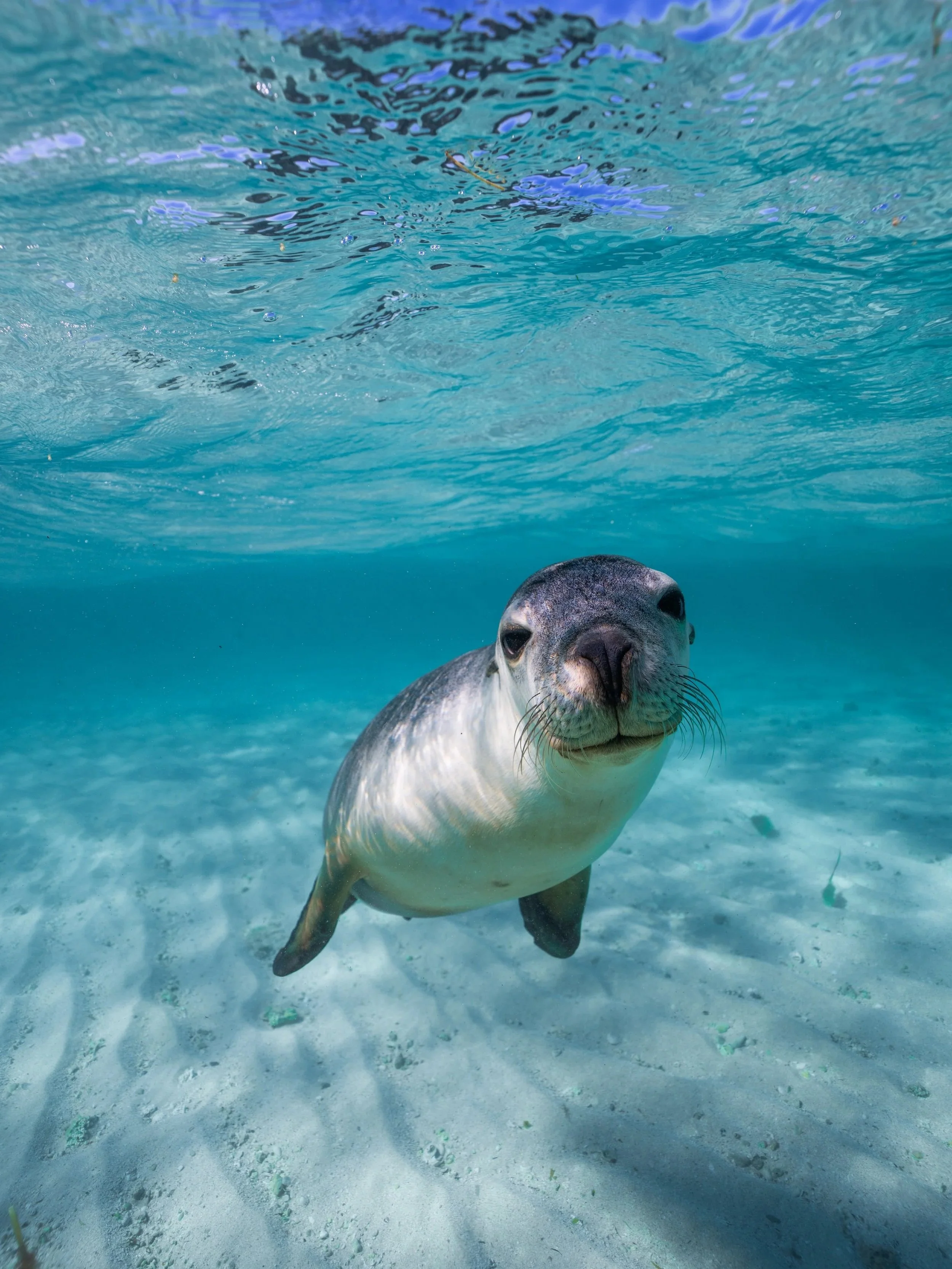 Playful Australian sea lion swimming underwater in Jurien Bay Marine Park, Western Australia.