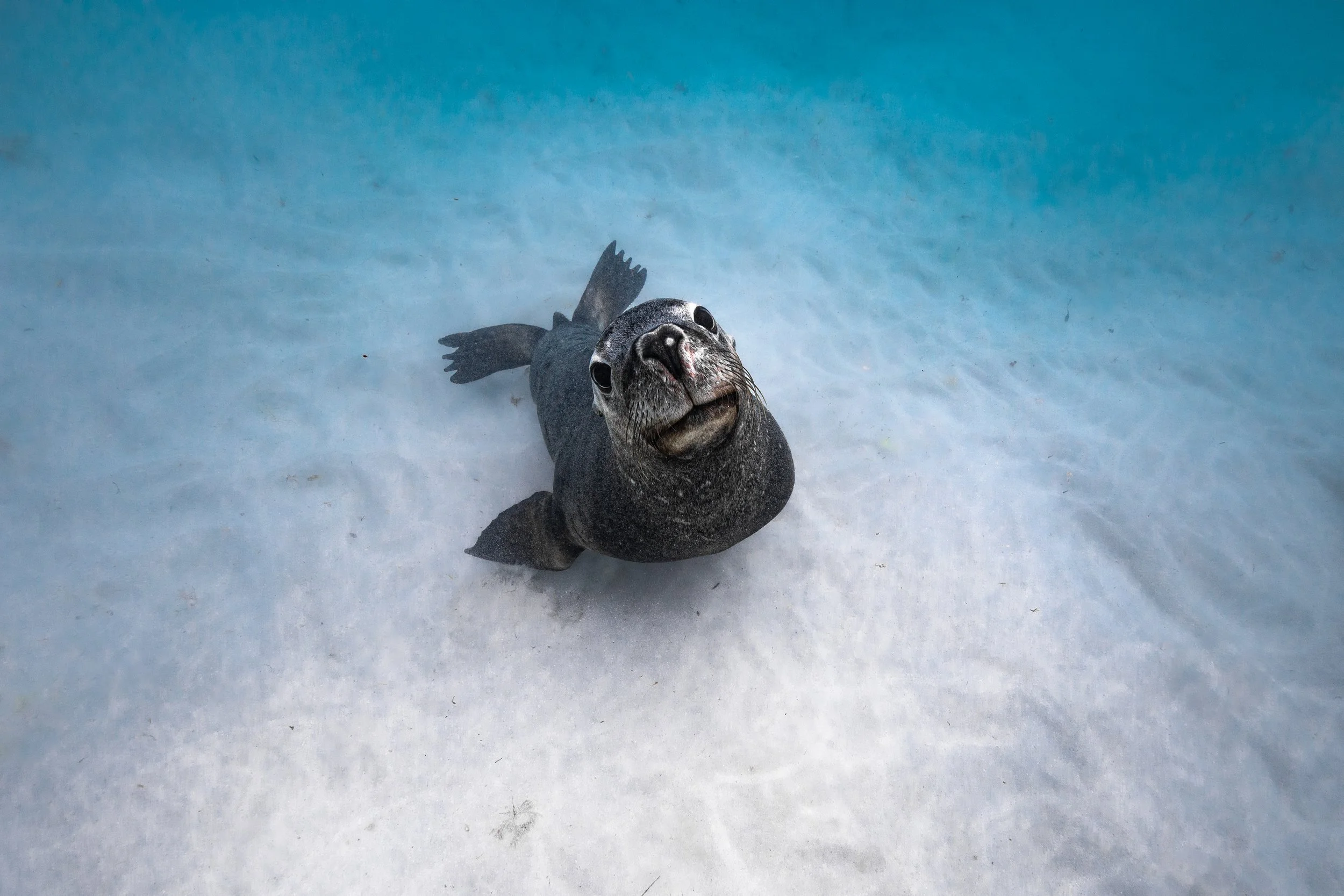 Adult male Australian sea lion resting on the sandy seabed in the Jurien Bay Marine Park.