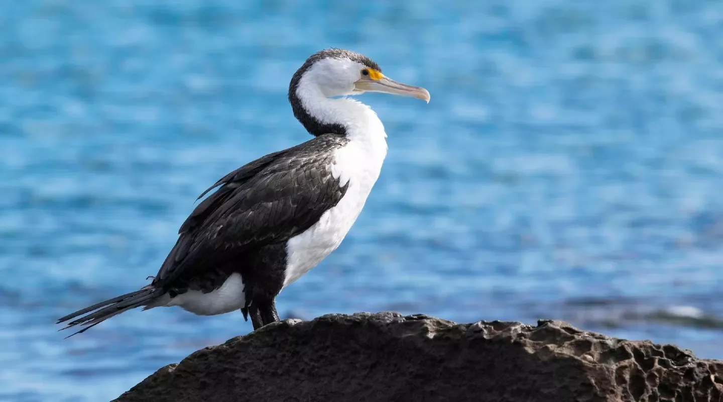 A Pied Cormorant resting on coastal limestone in the Jurien Bay Marine Park.