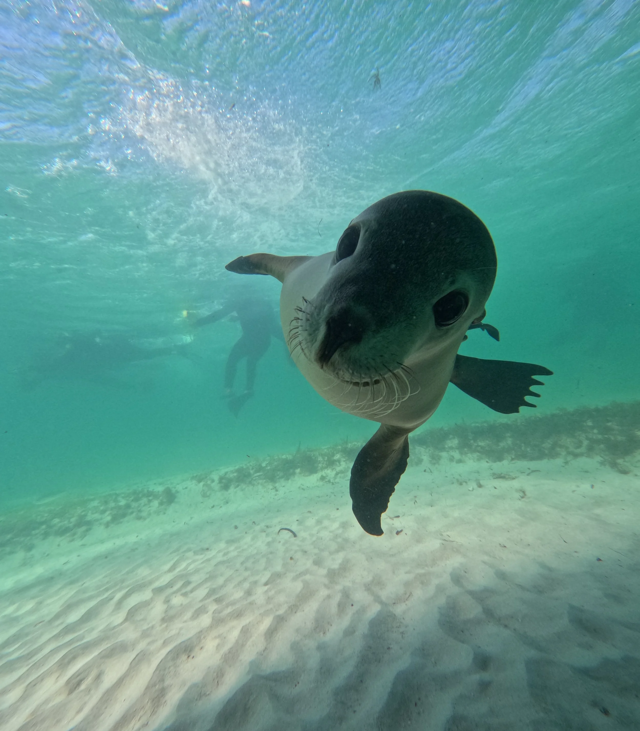 Curious Australian sea lion swimming underwater in the clear waters of the Jurien Bay Marine Park.